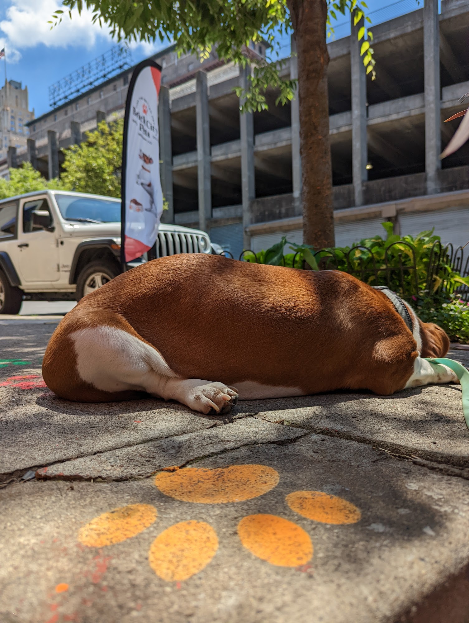 Brick City Pets Newark