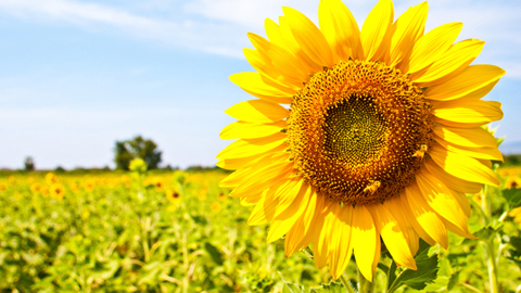 Jane Carter Solution Newark