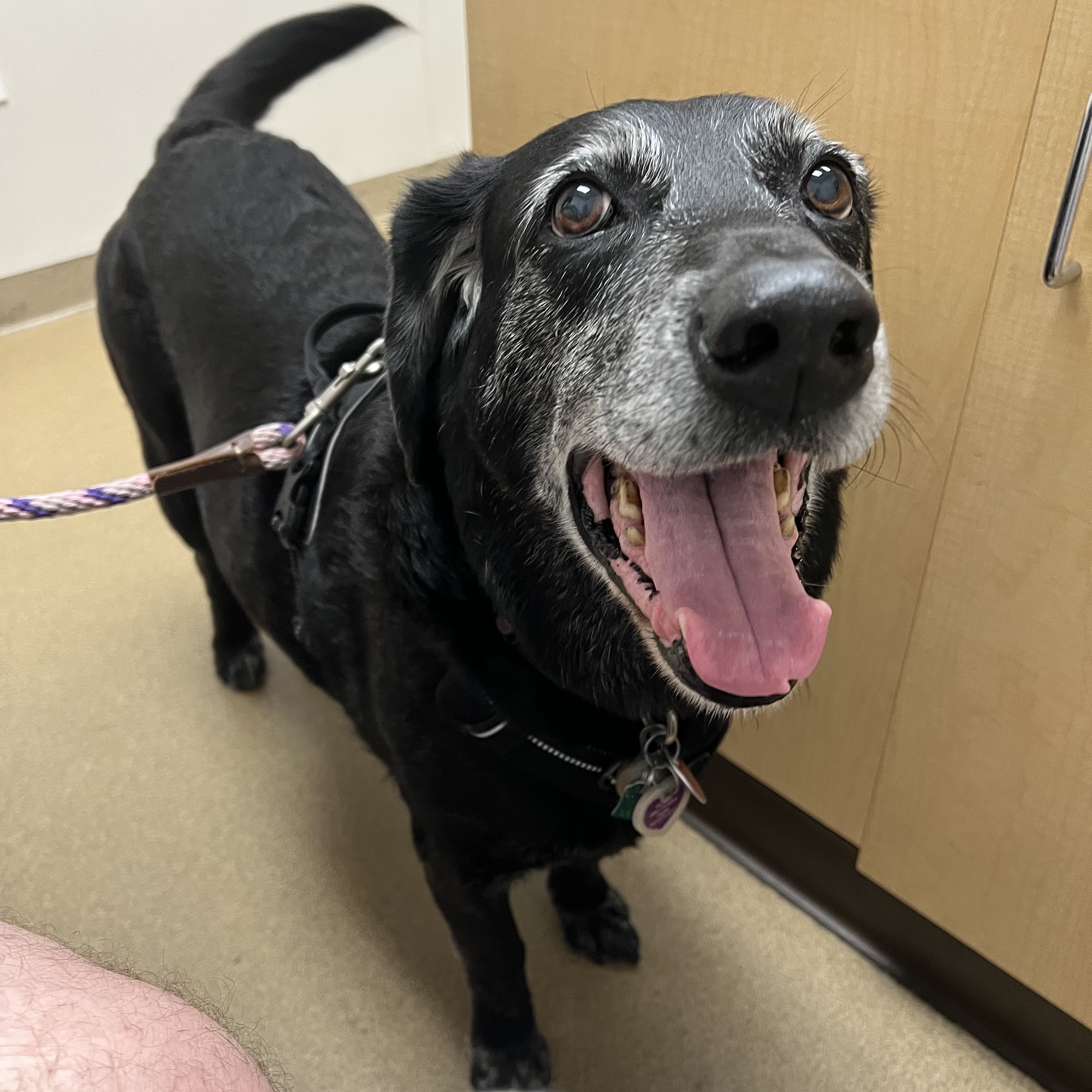 Newton Veterinary Hospital Newton