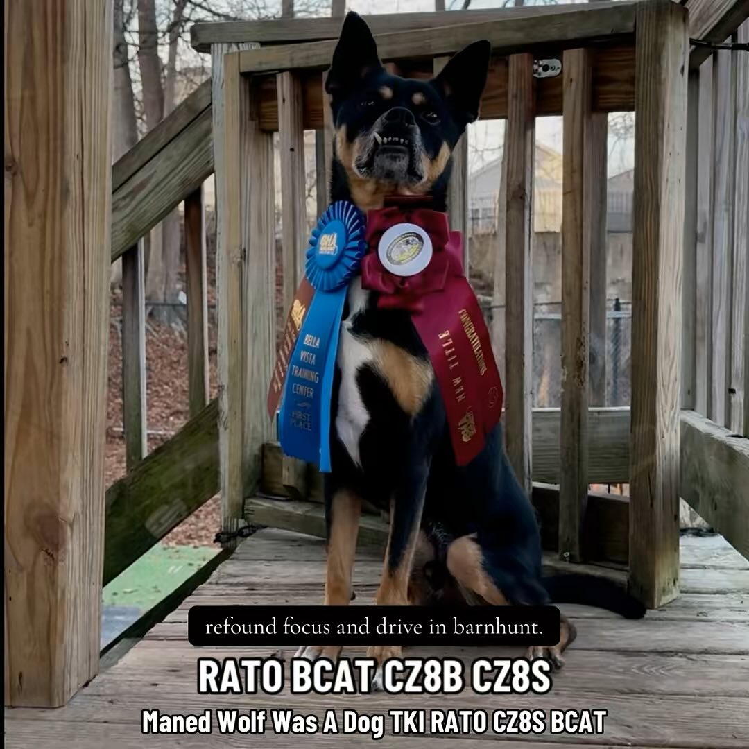 Beyond the Walk | Daycare, Boarding, Training Newton