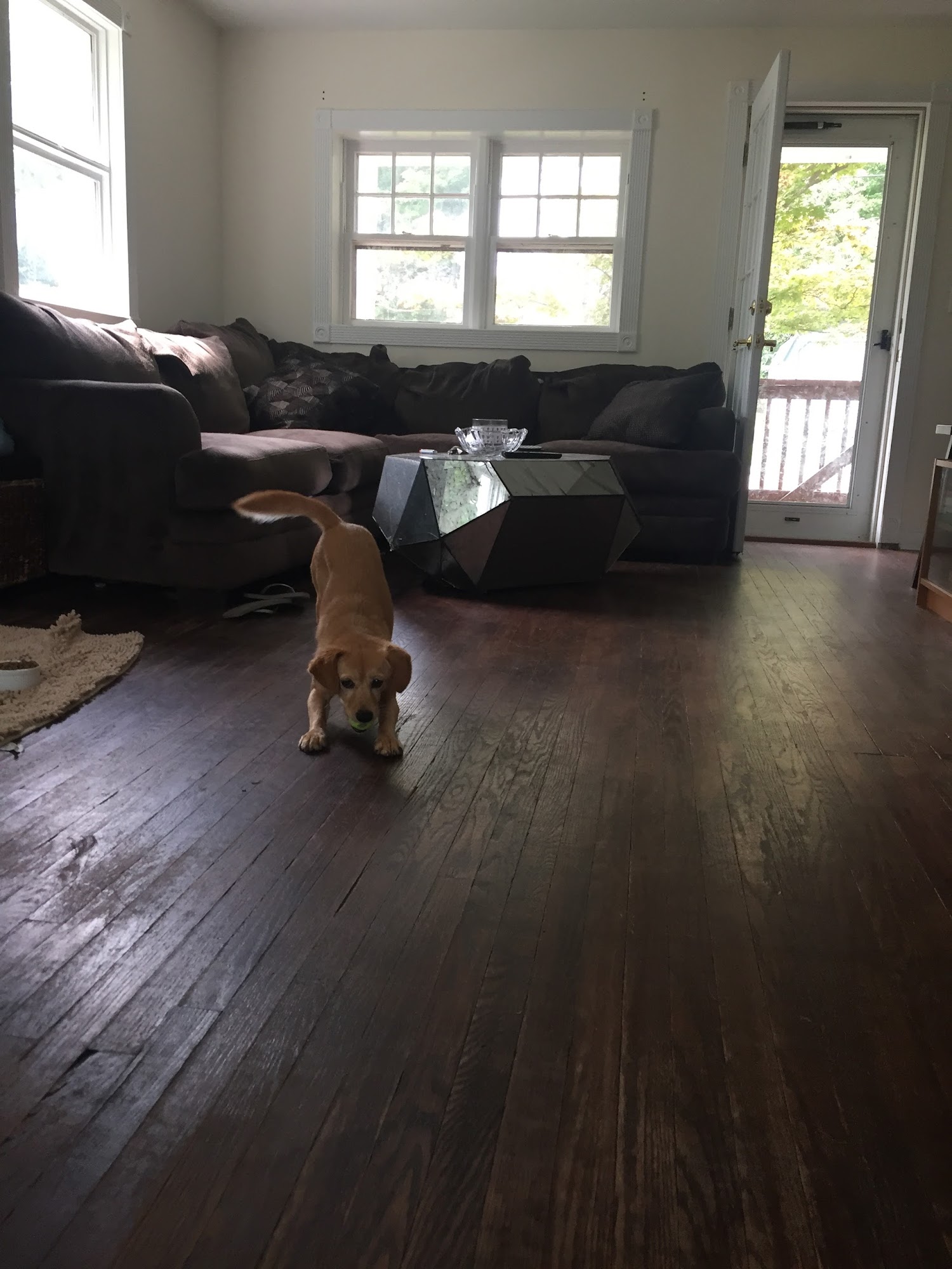 Beyond the Walk | Daycare, Boarding, Training Newton