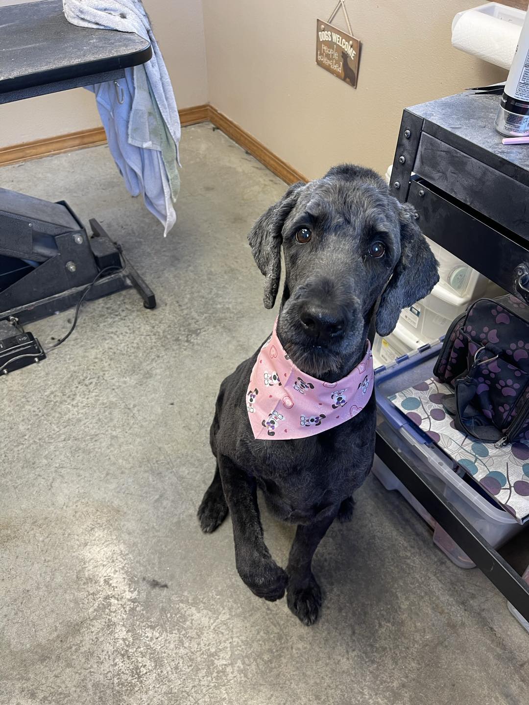 Canine Clips By Karen