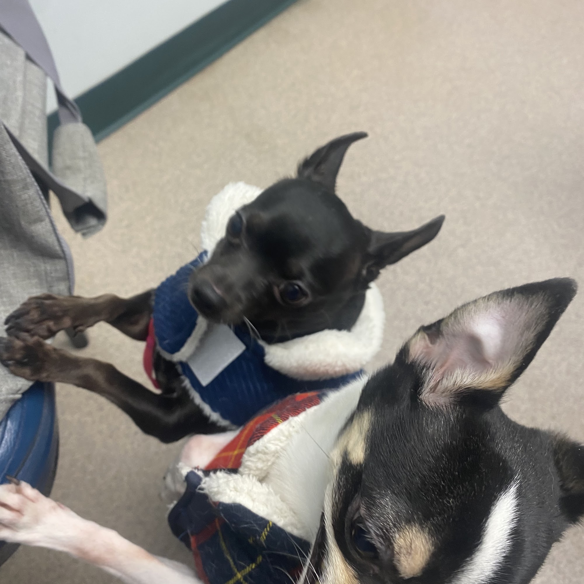 North Haledon Veterinary Care North Haledon