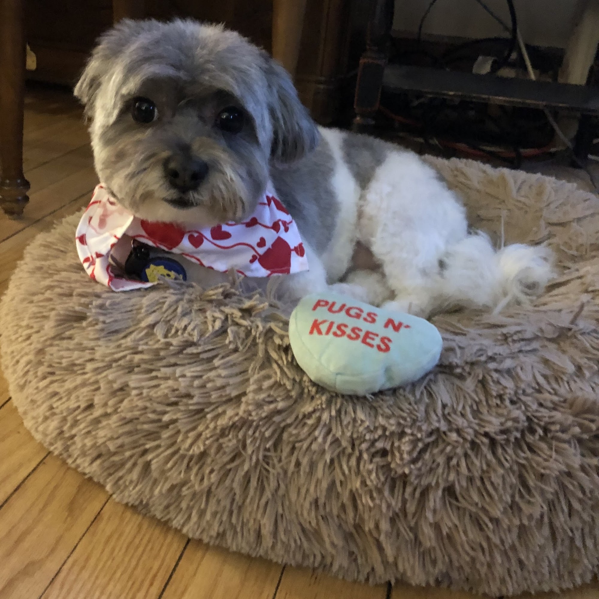 Bubble Bubble Dog Grooming & Spa North Haledon