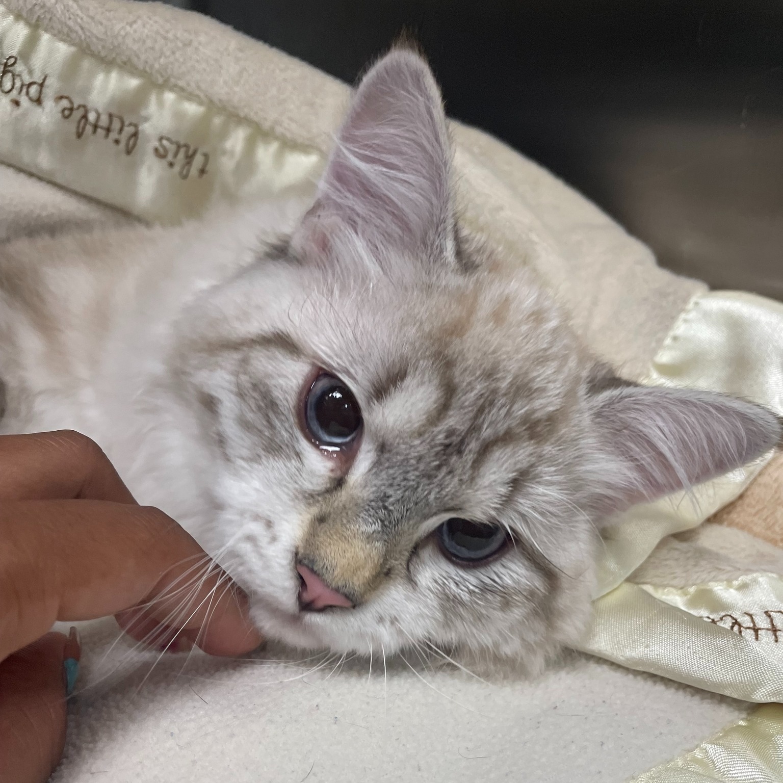 North Jersey Veterinary Hospital North Haledon