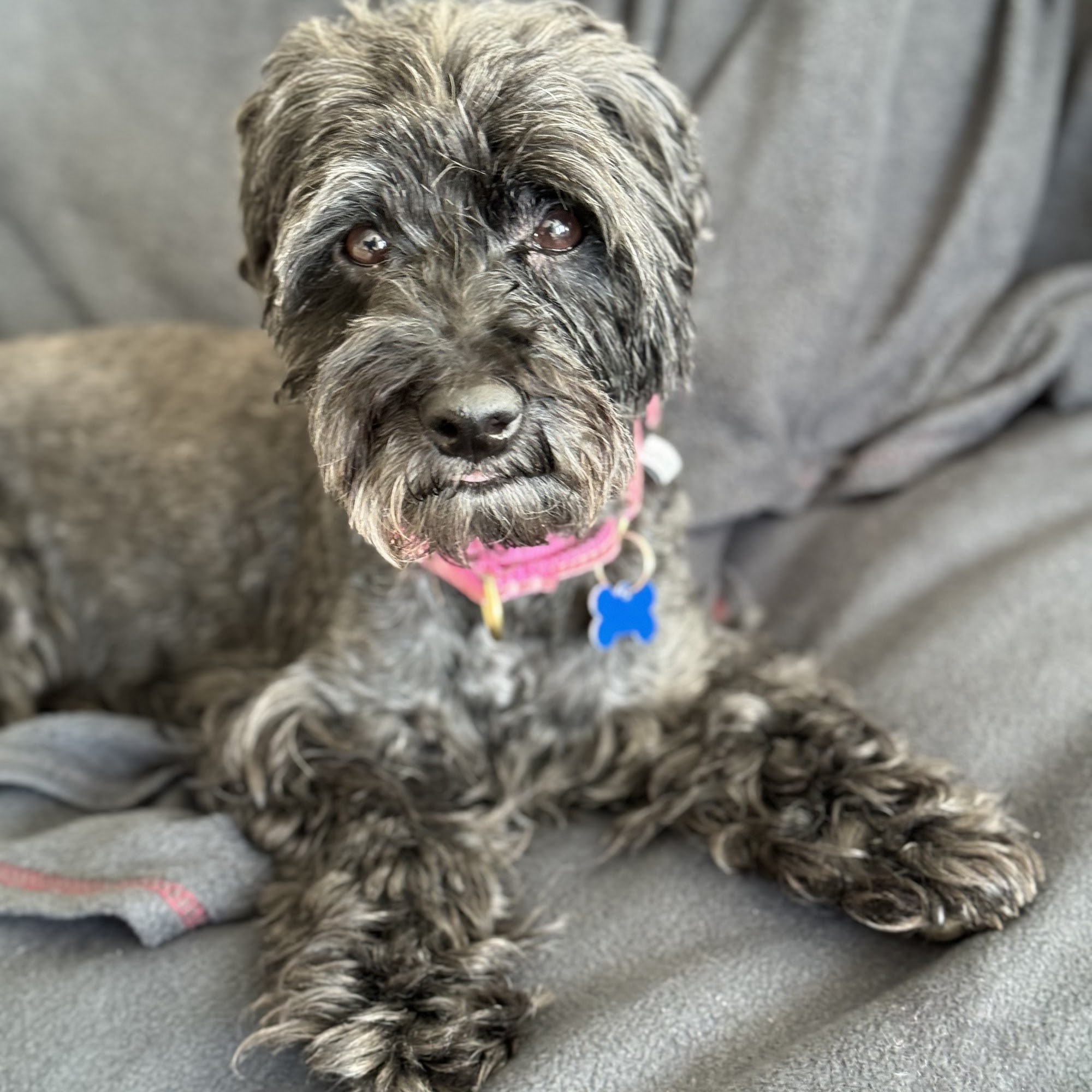 Northvale Veterinary Clinic Northvale