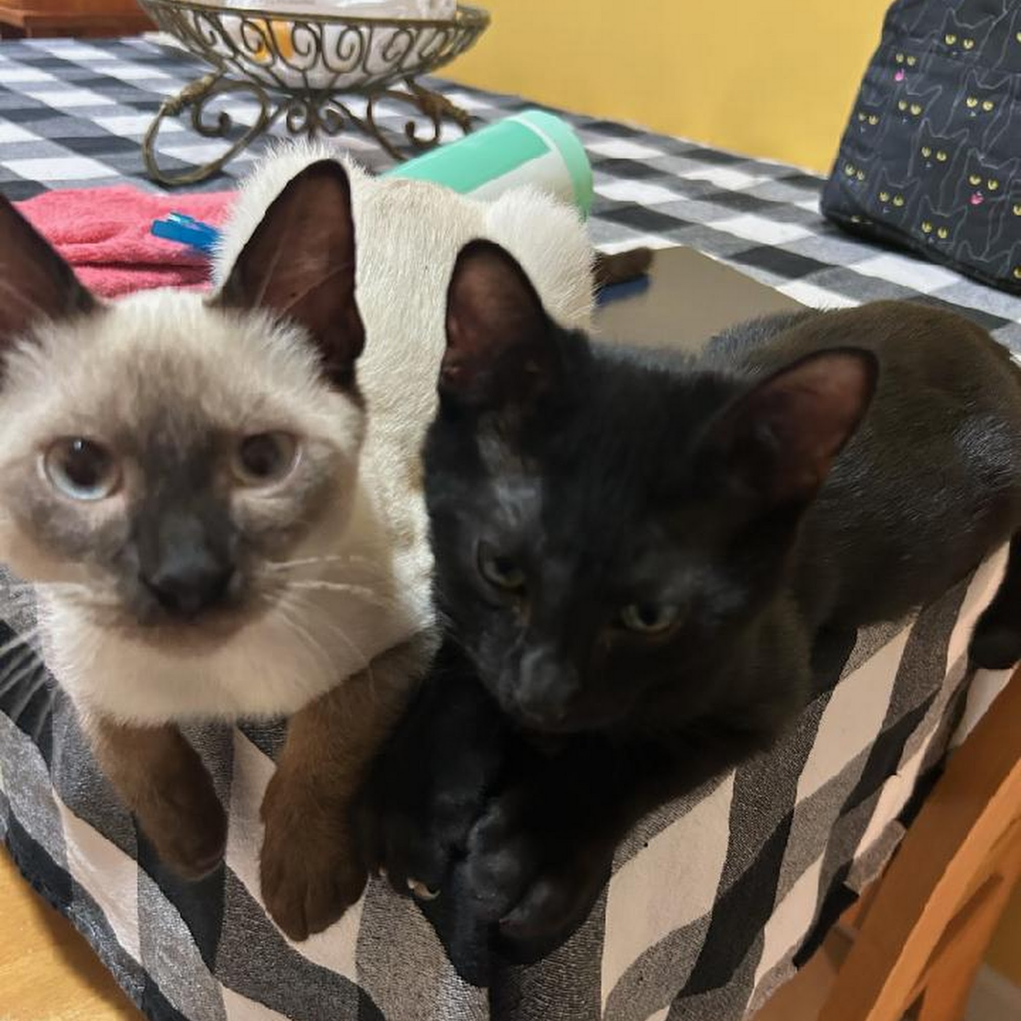 Dog Cat & Bird Clinic of Nutley Nutley