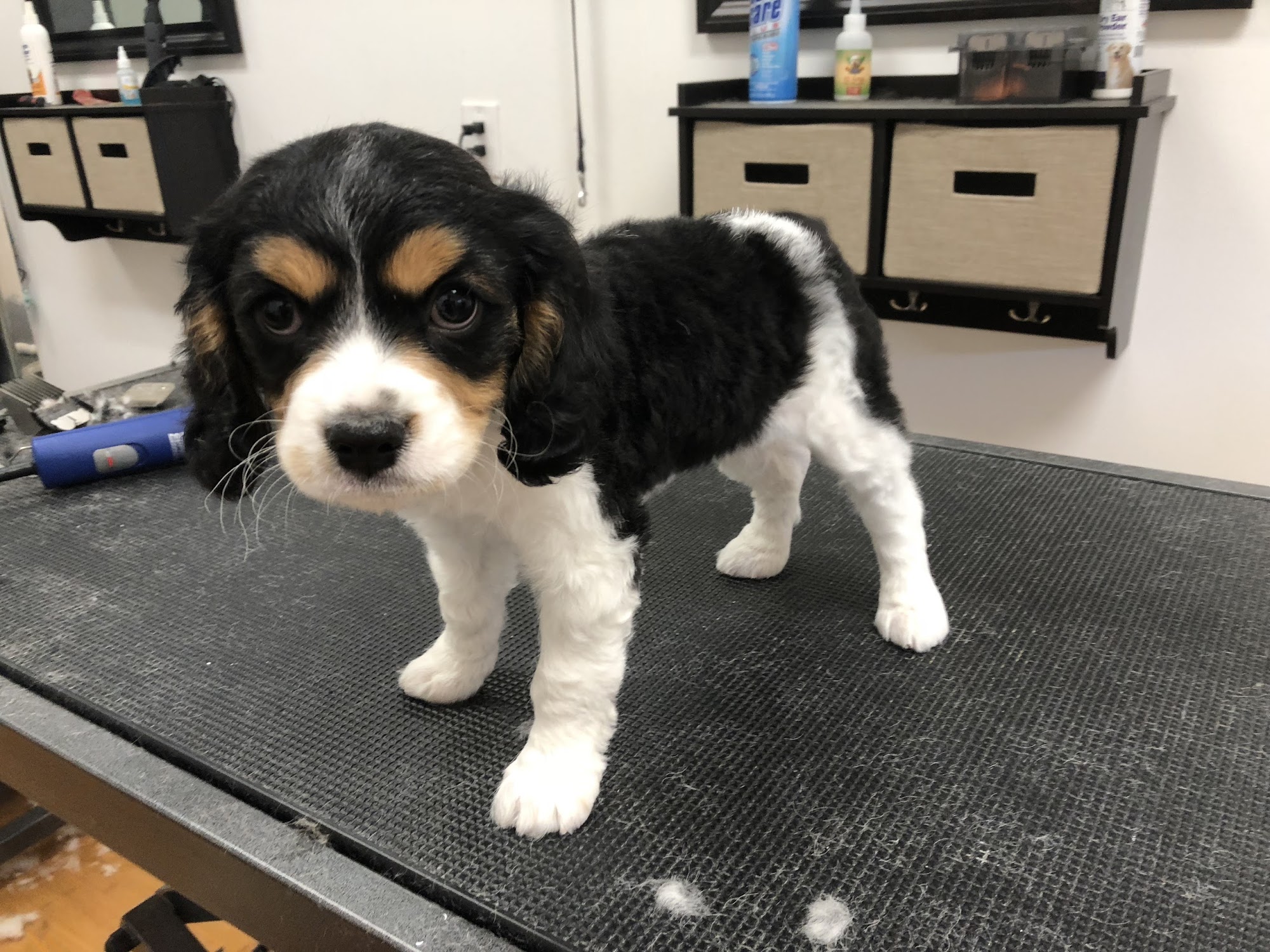 The Golden Bone Pet Grooming Salon Nutley