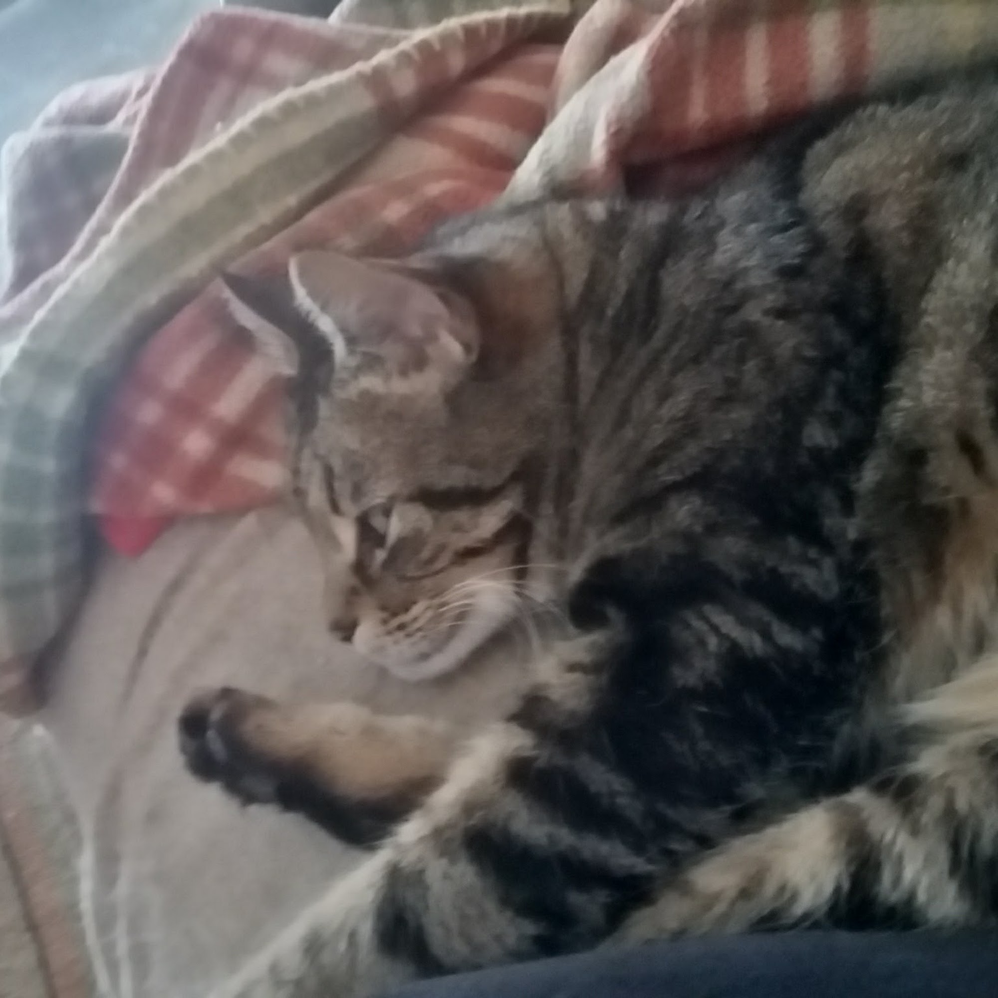 The West Milford Animal Hospital Oak Ridge