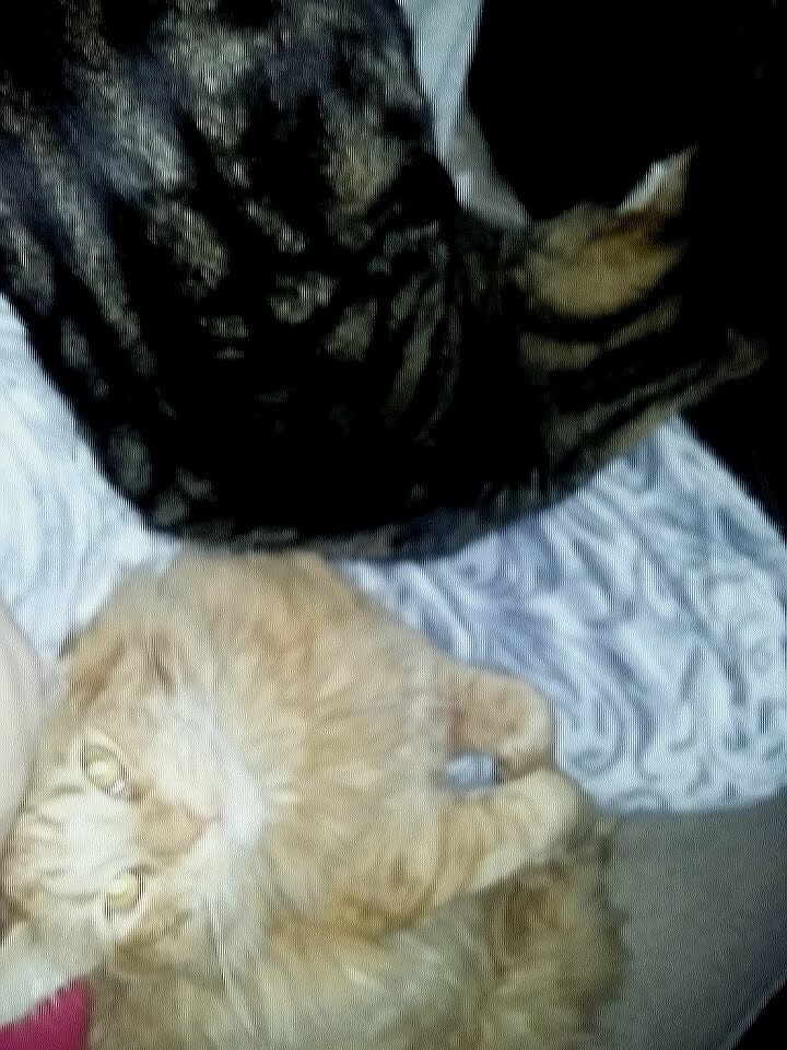 The West Milford Animal Hospital Oak Ridge