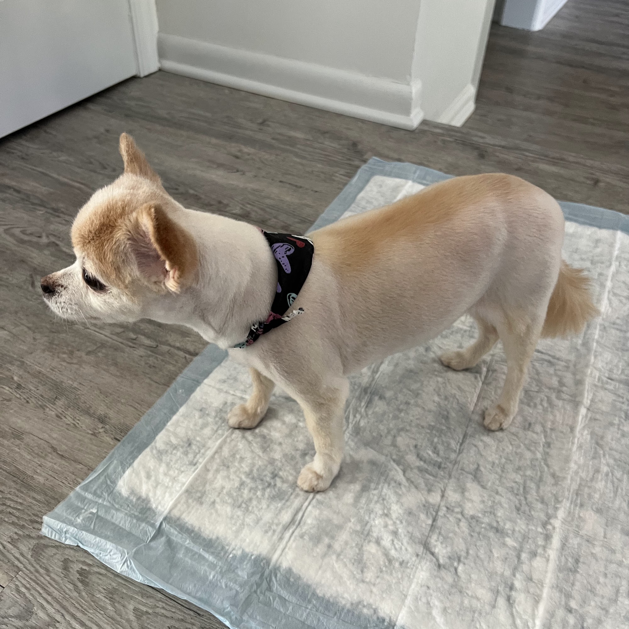 Oakhurst Veterinary Hospital Oakhurst