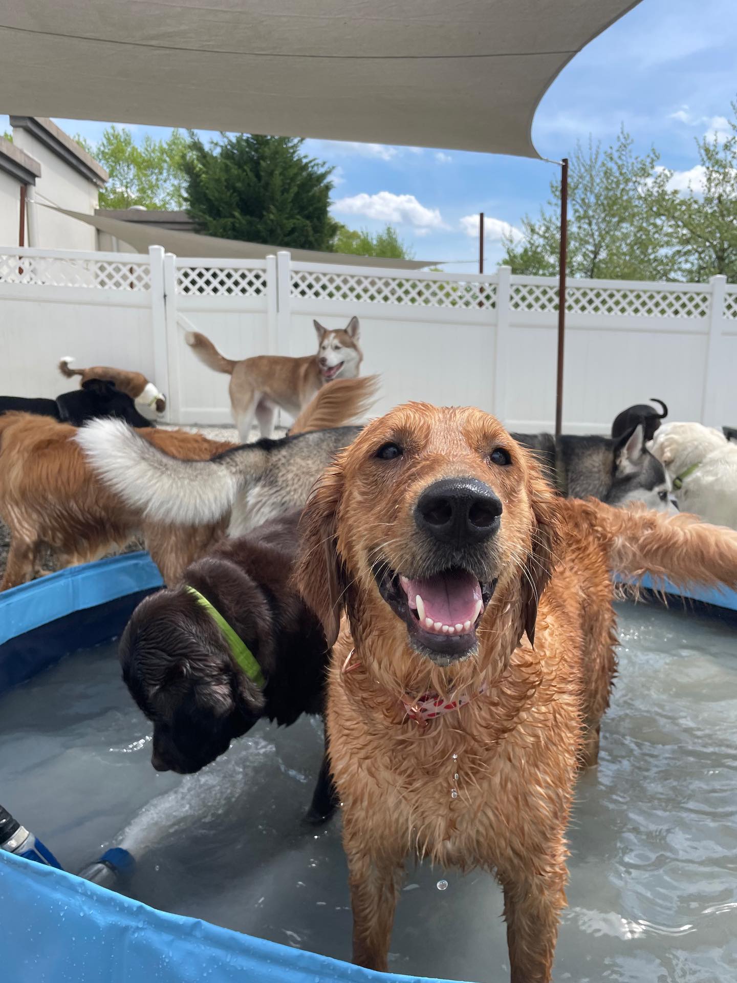 Green Leaf Pet Resort Ocean Oakhurst