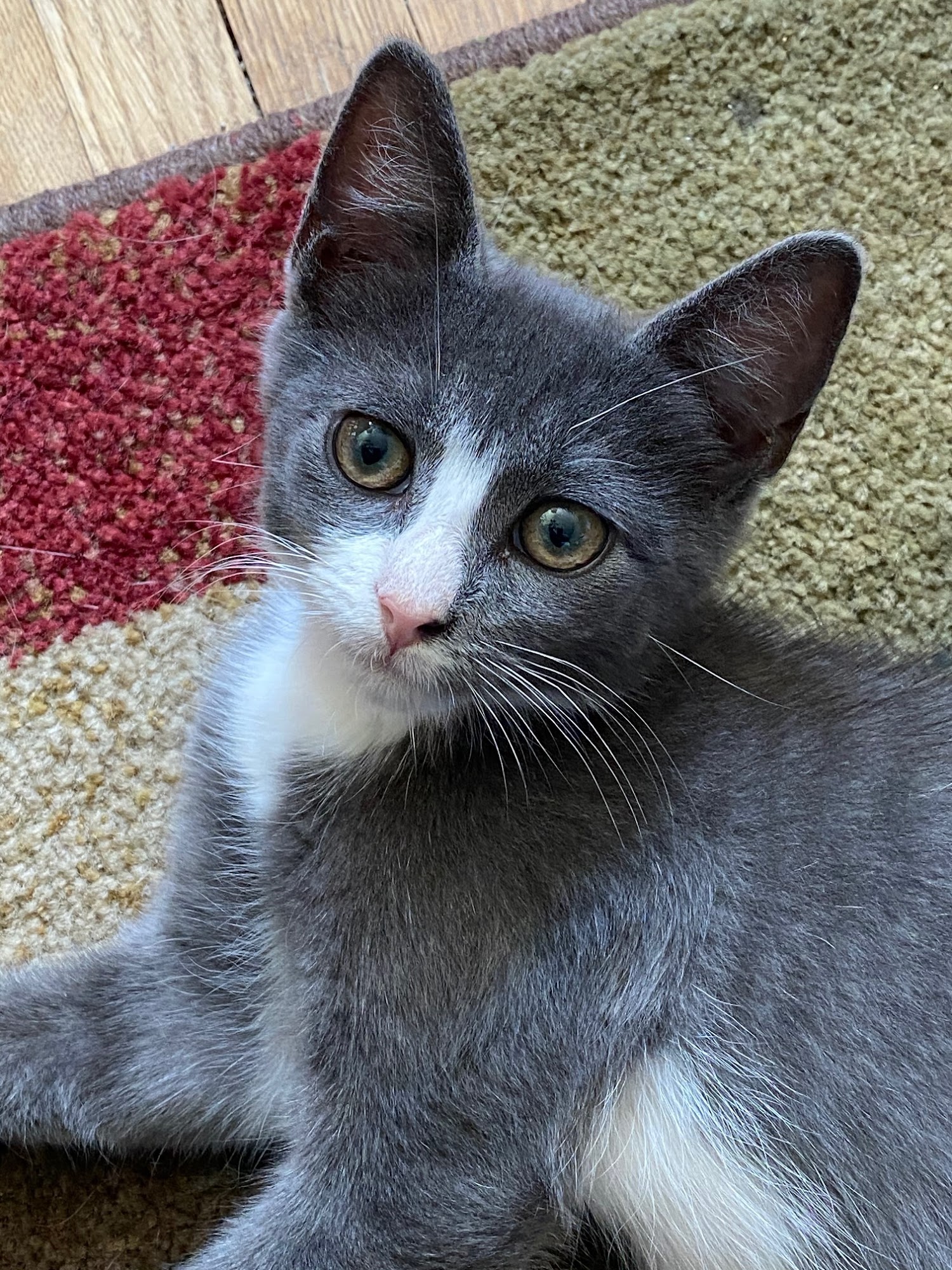 Ramapo-Bergen Animal Refuge, Inc. Oakland