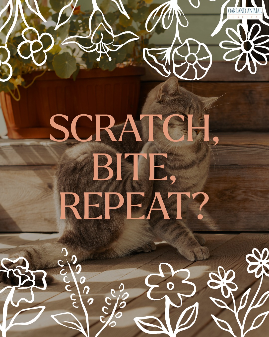 Oakland Animal Hospital Oakland