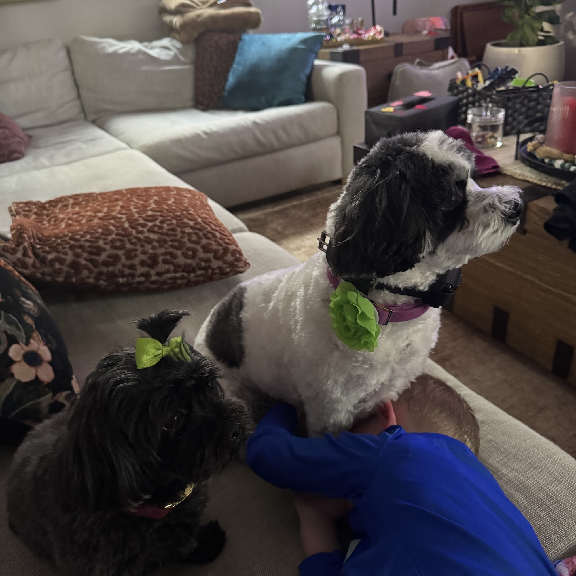 Nora's Dog Training Company Ocean View