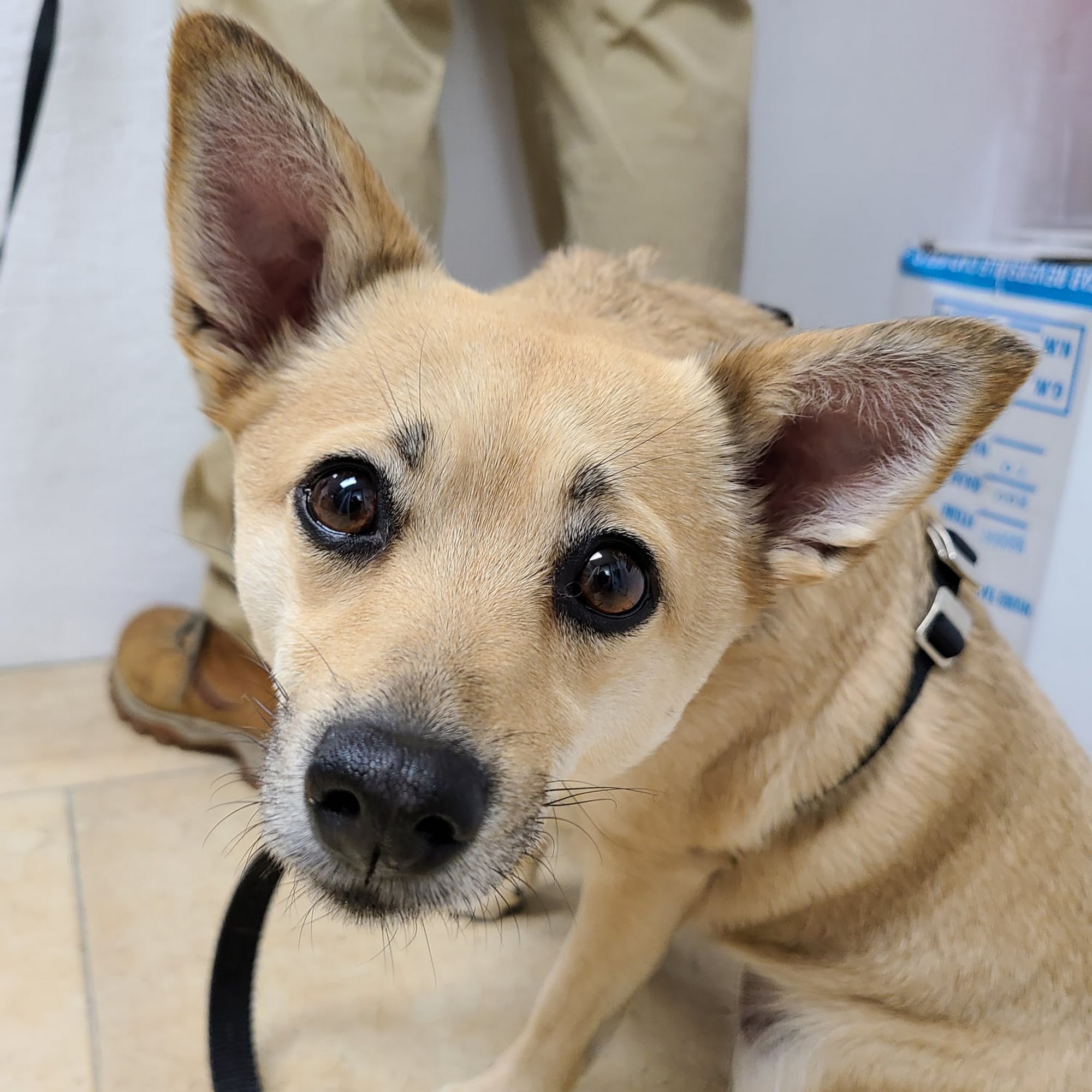 Beacon Veterinary Clinic Ocean View