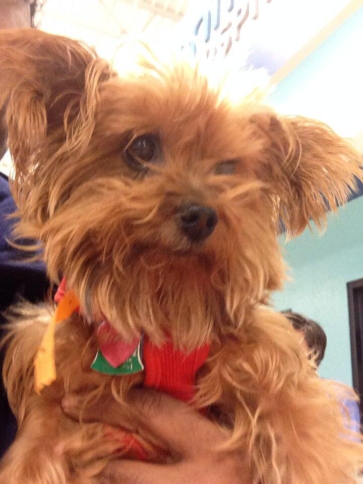 Banfield Pet Hospital Ocean