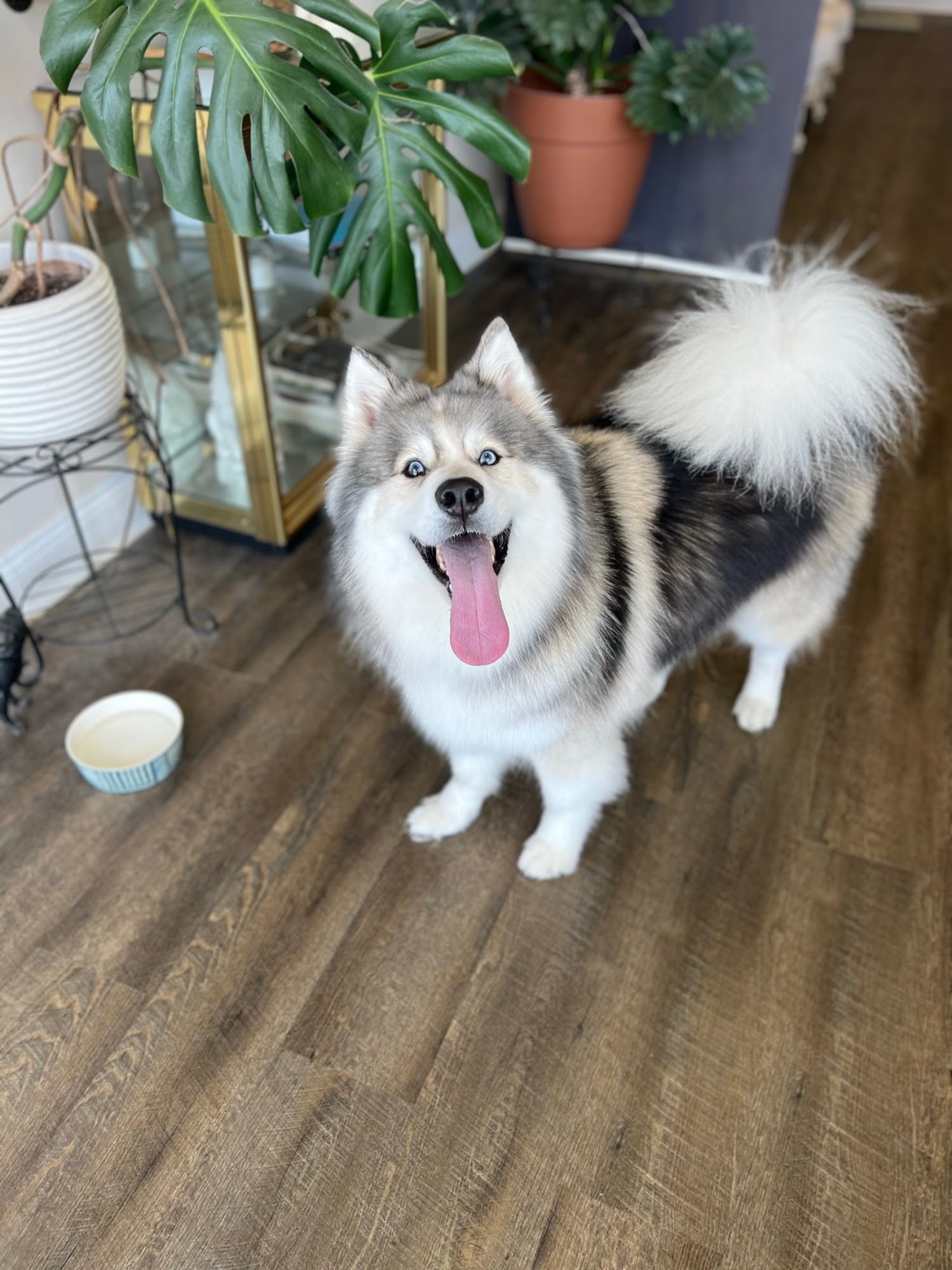 Butter Luxe Dog Grooming Ocean