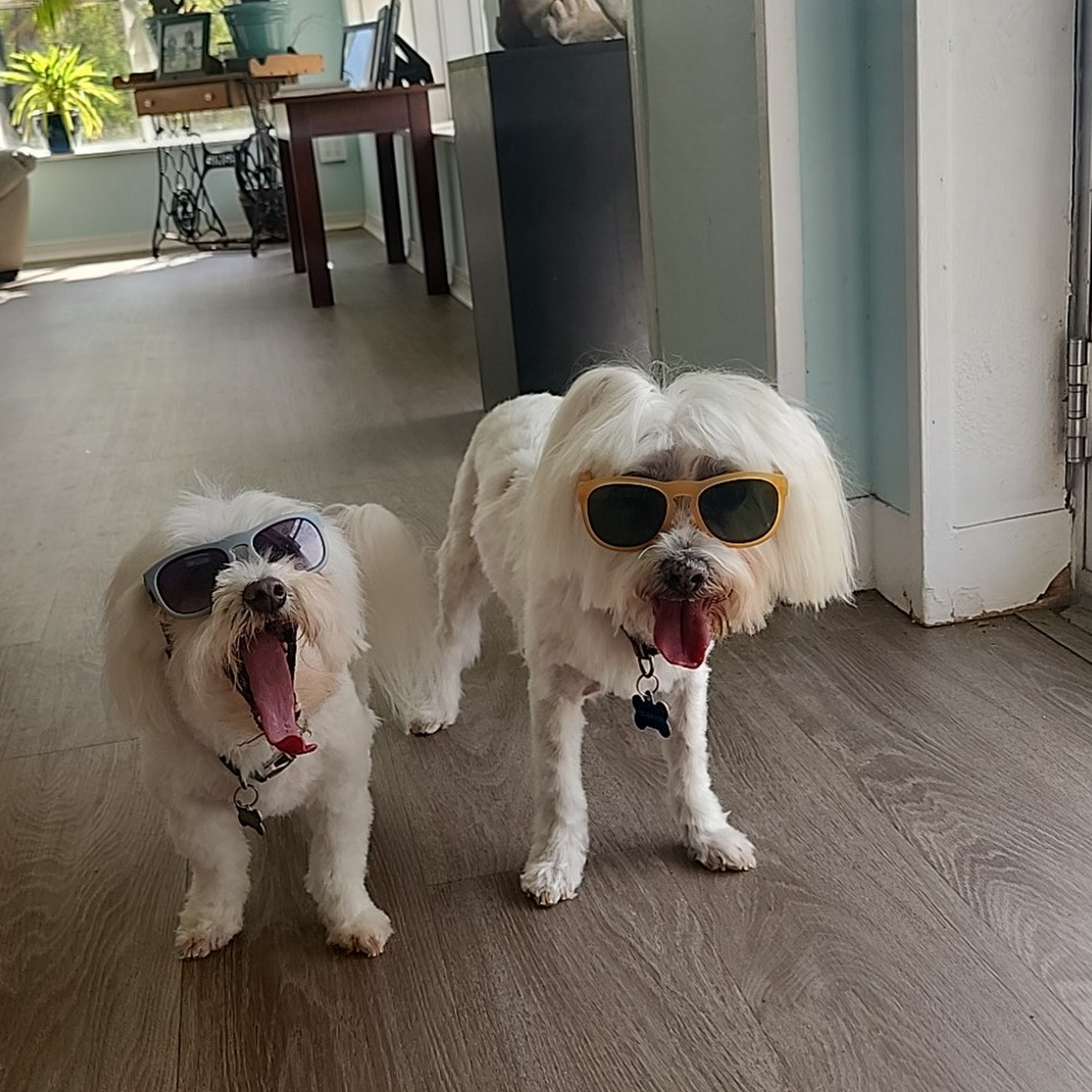 Bark Avenue Spa & Boutique Oceanport