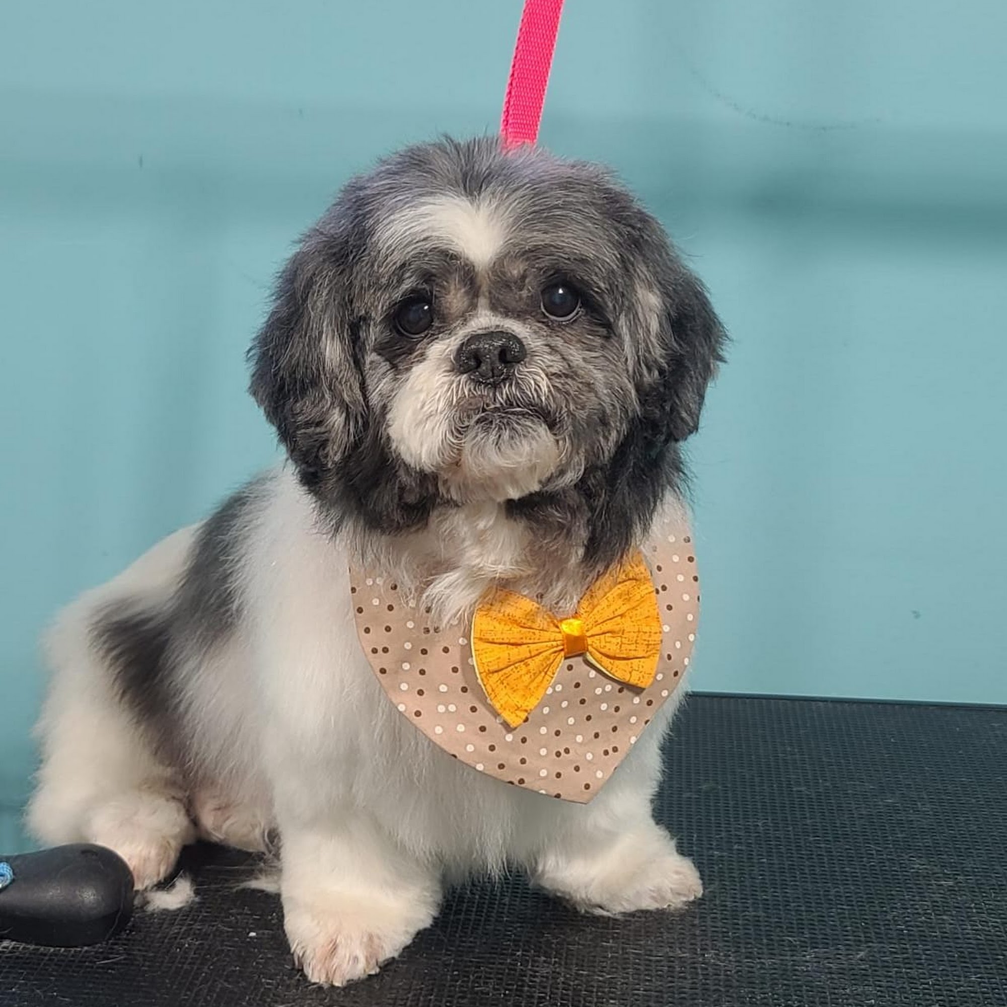 Old Bridge Veterinary Clinic Old Bridge