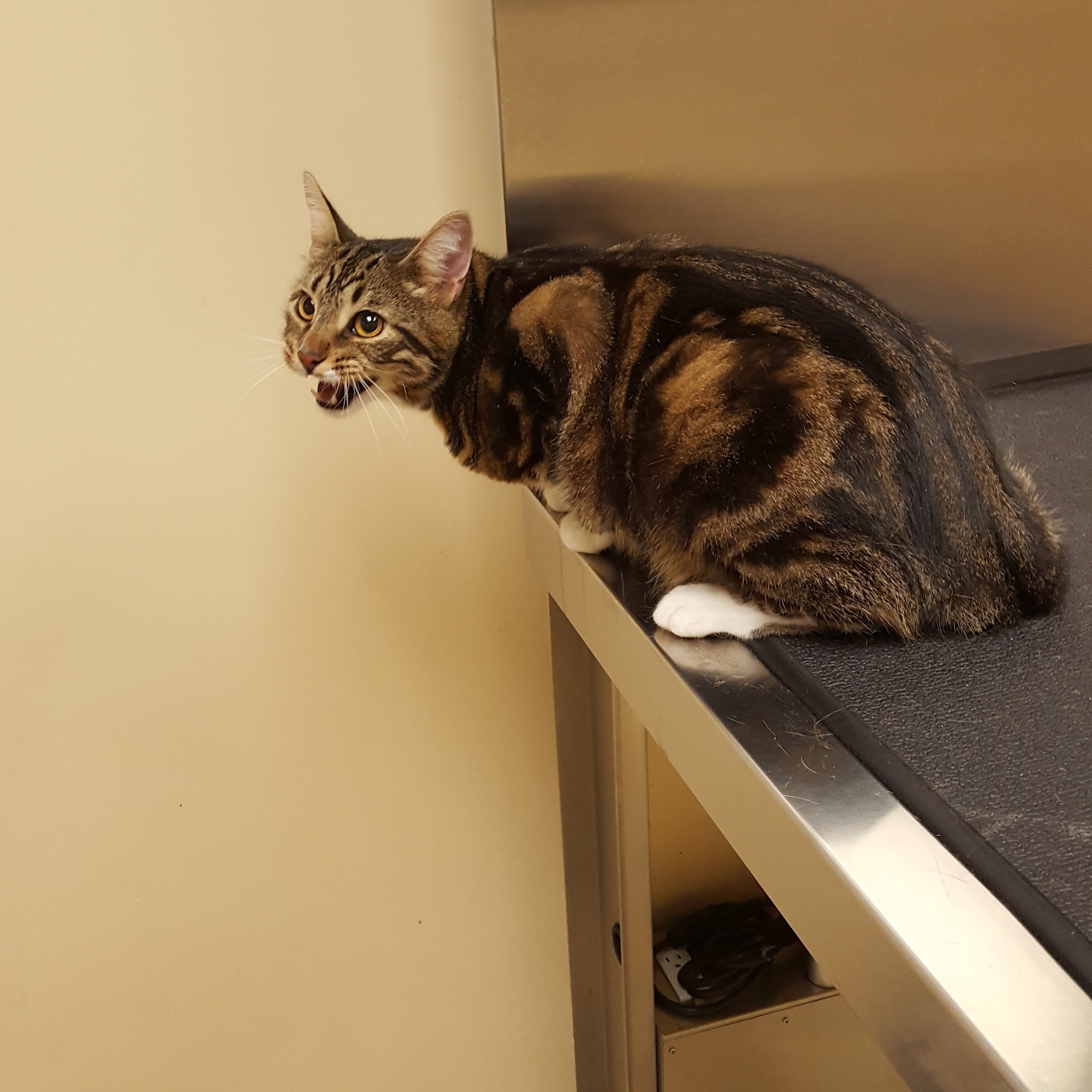 Route 516 Animal Hospital Old Bridge