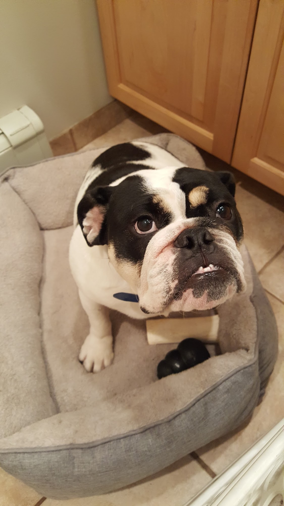 Doggy Deuce LLC Oradell