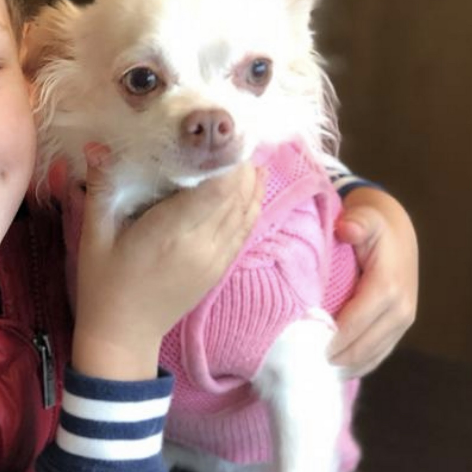 Farview Animal Clinic- Paramus Dr Mosaad Paramus