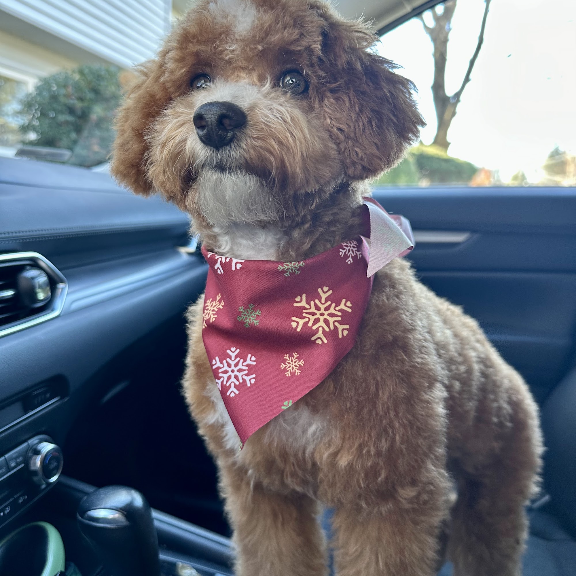 Paramus Puppy Spa Paramus