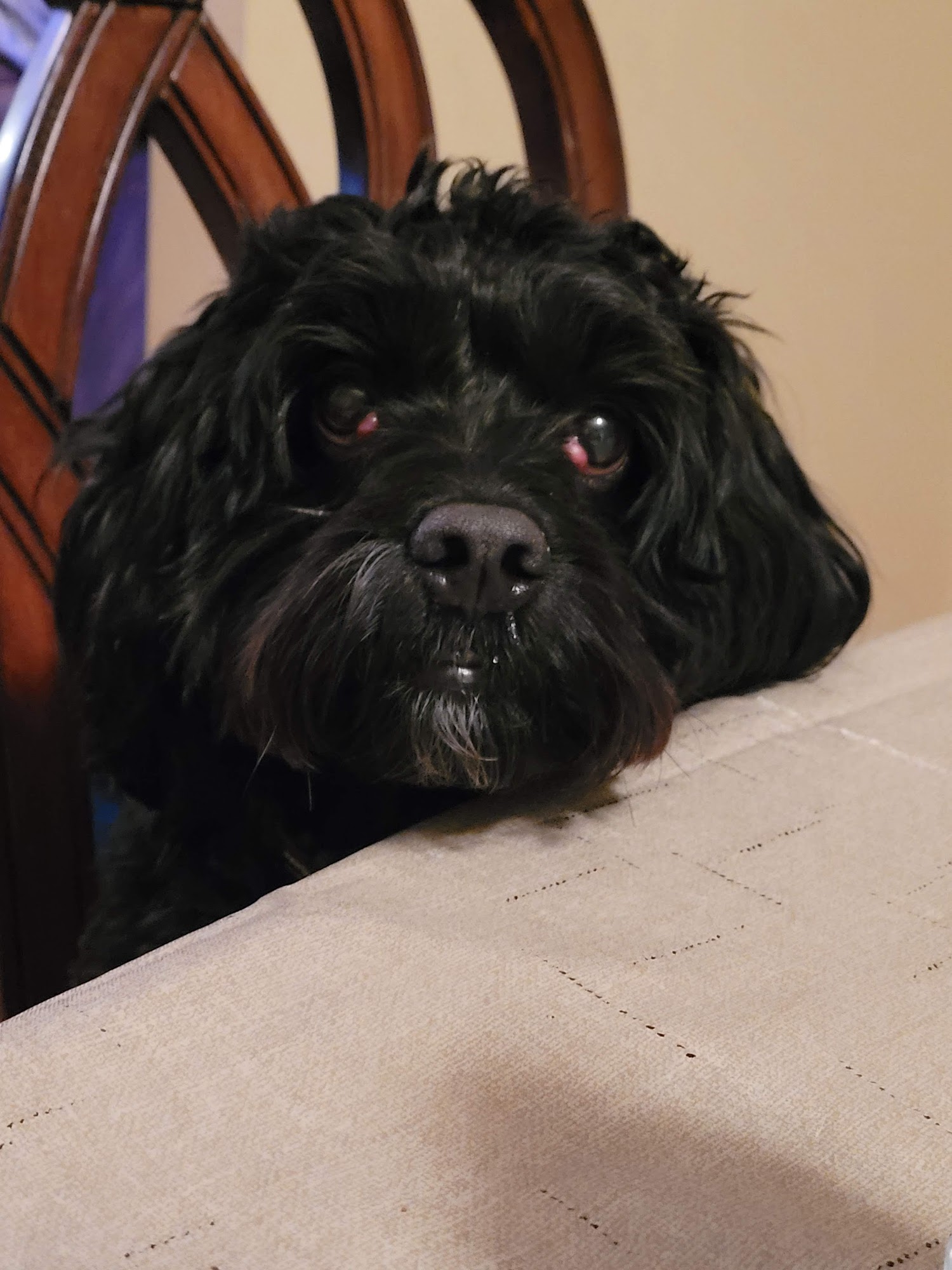 The Gentle Vet Parsippany-Troy Hills