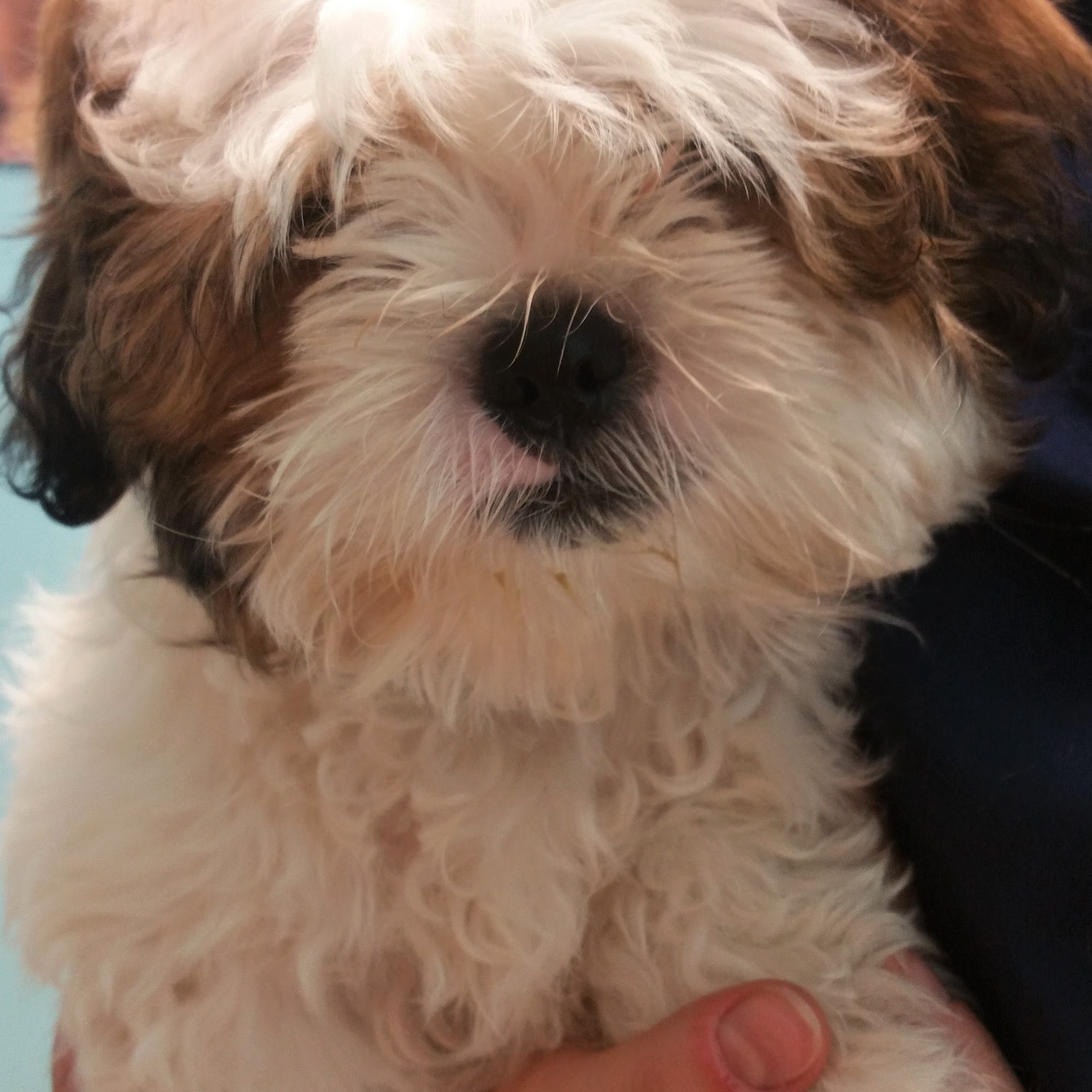 The Gentle Vet Parsippany-Troy Hills