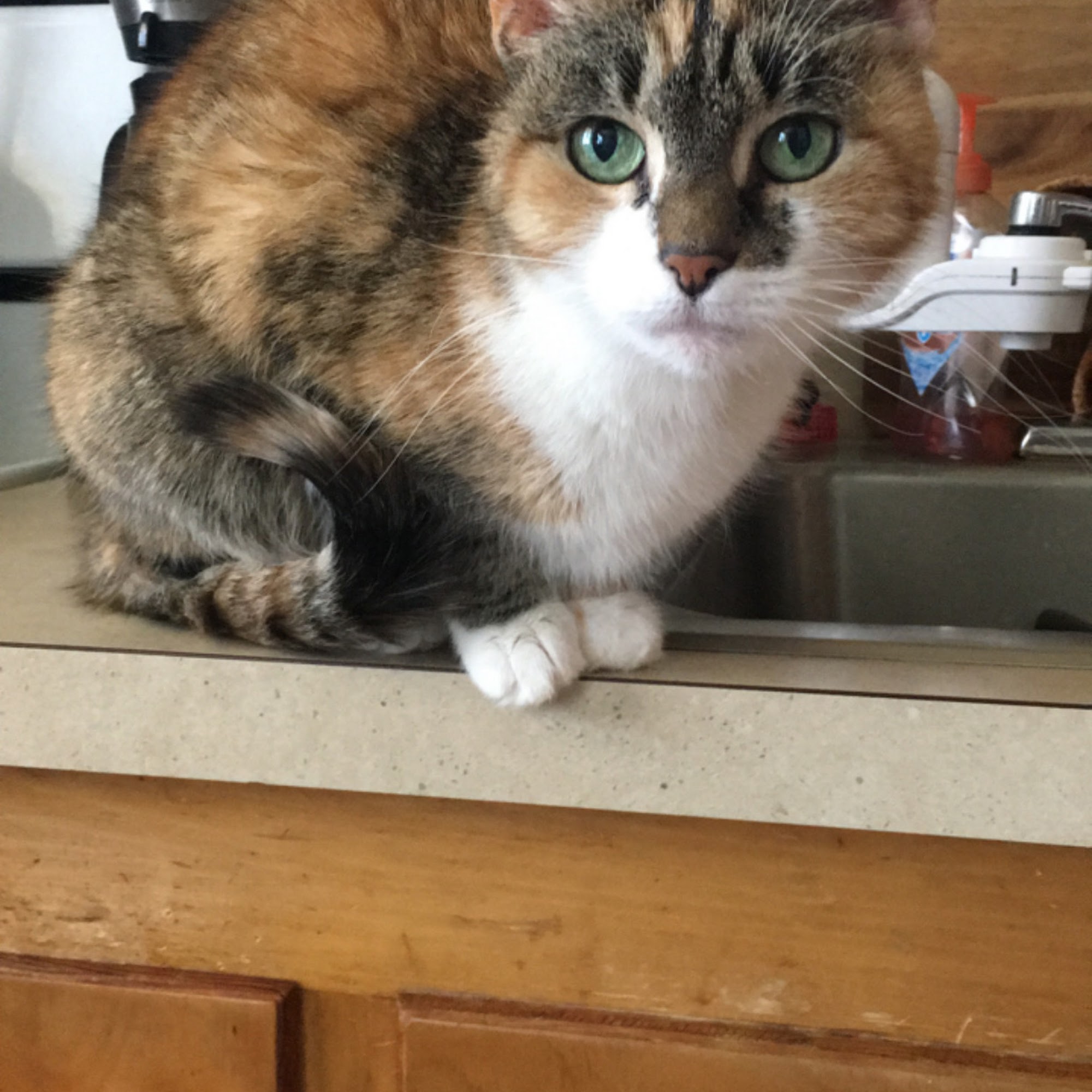 Parkview Animal Hospital Passaic