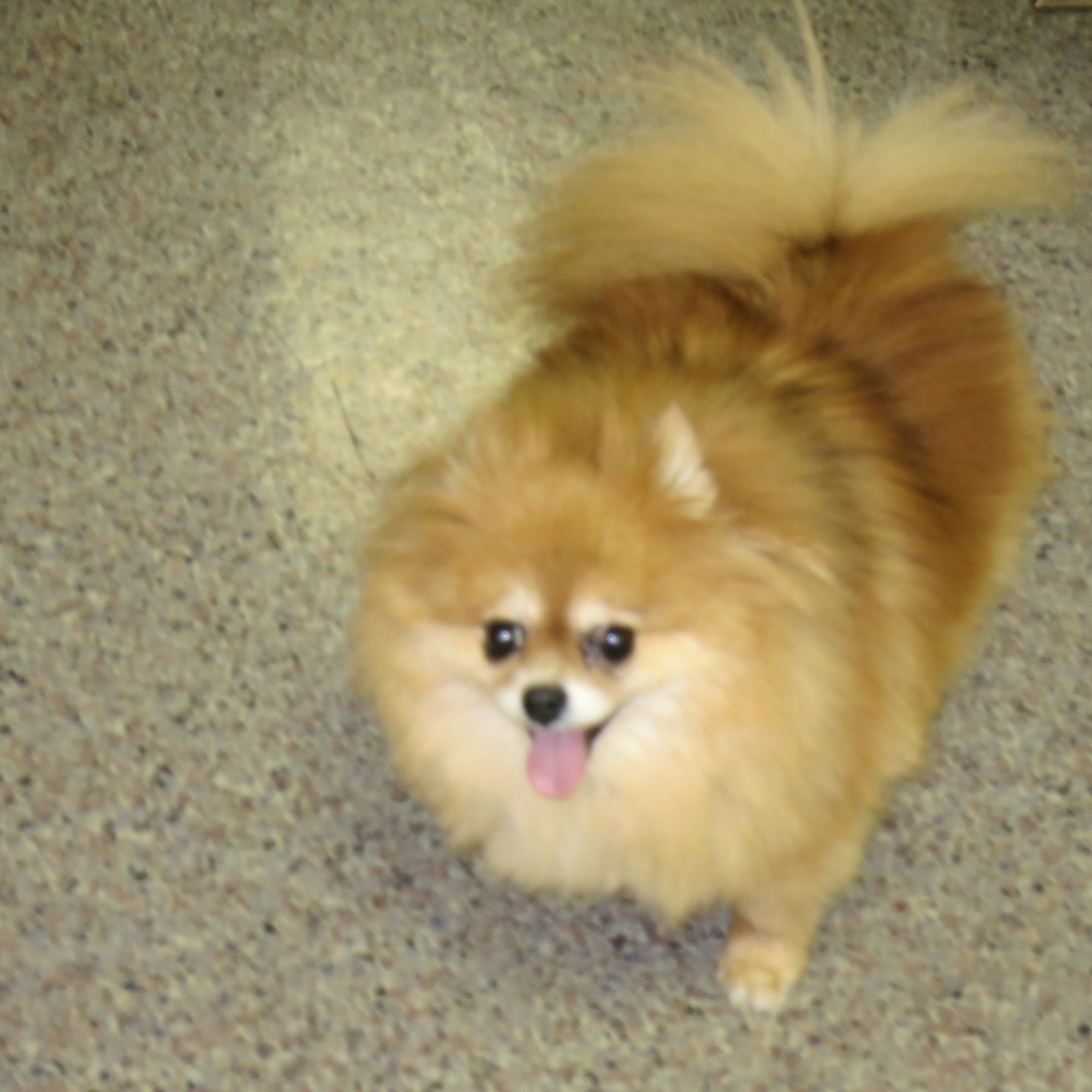 Blue Cross Dog & Cat Hospital Paterson