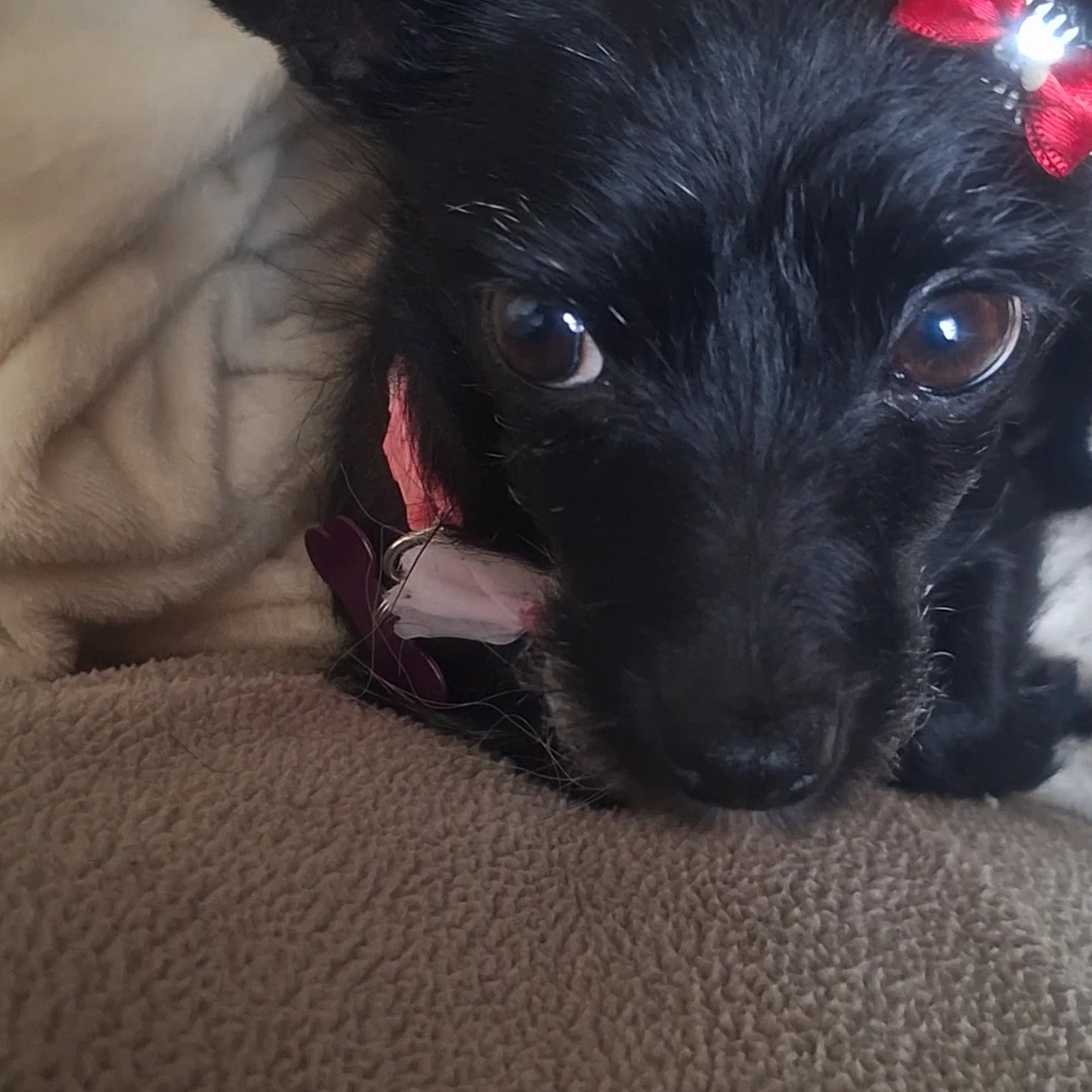 Pennpet Clinic Pennsauken