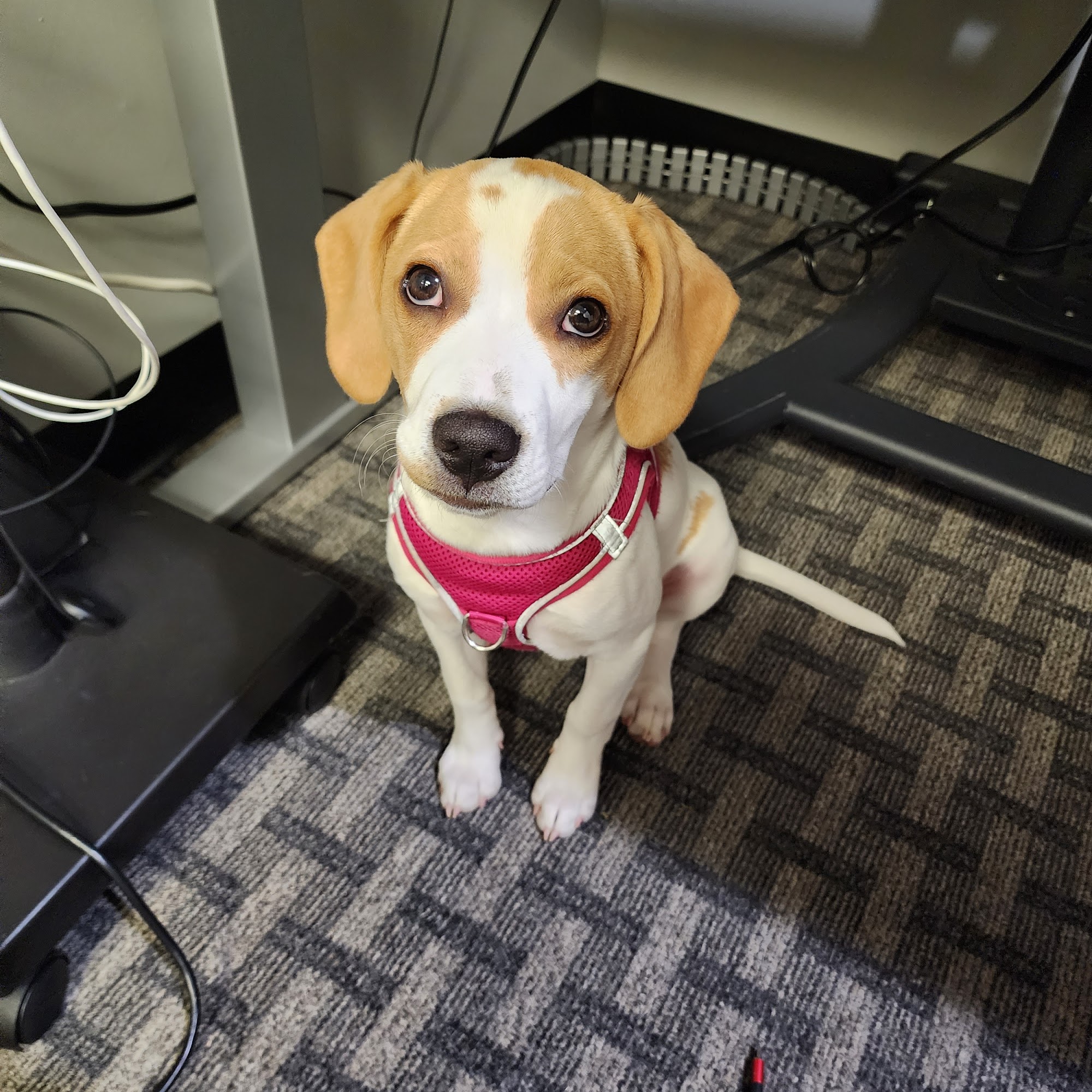 Pequannock Animal Hospital Pequannock