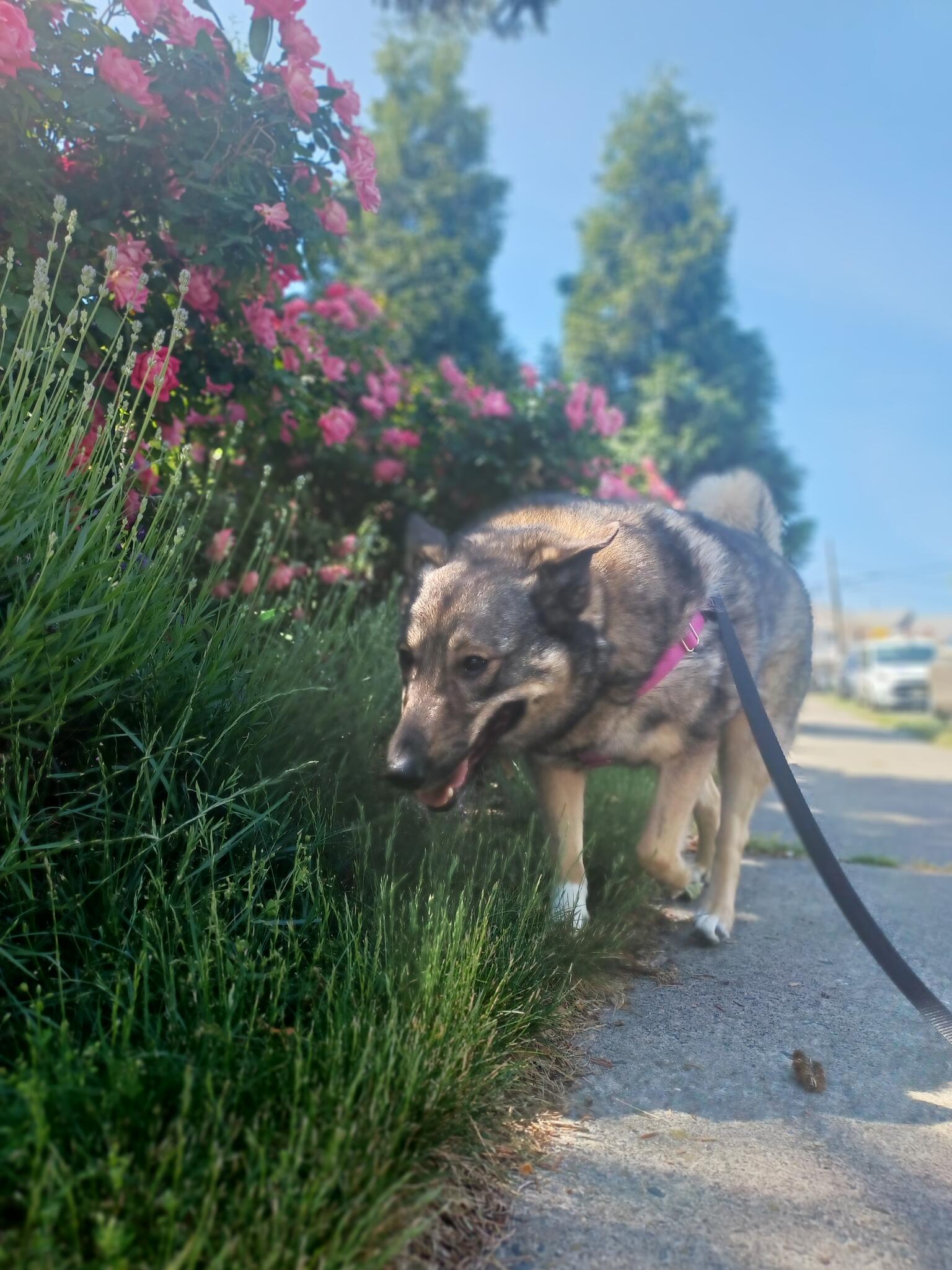 Dusty Trail Dog Walking and Pet Sitting Perth Amboy