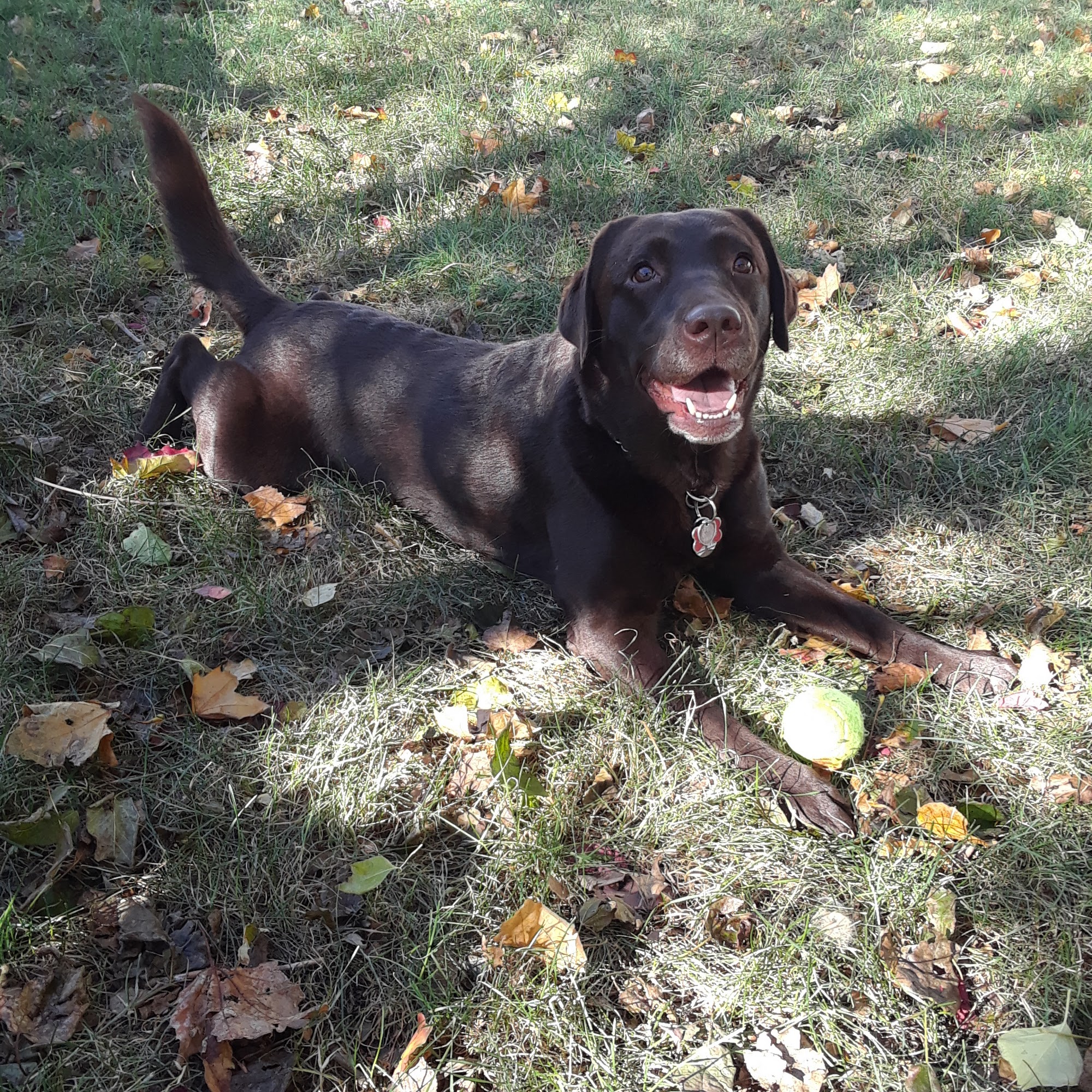 Dusty Trail Dog Walking and Pet Sitting Perth Amboy