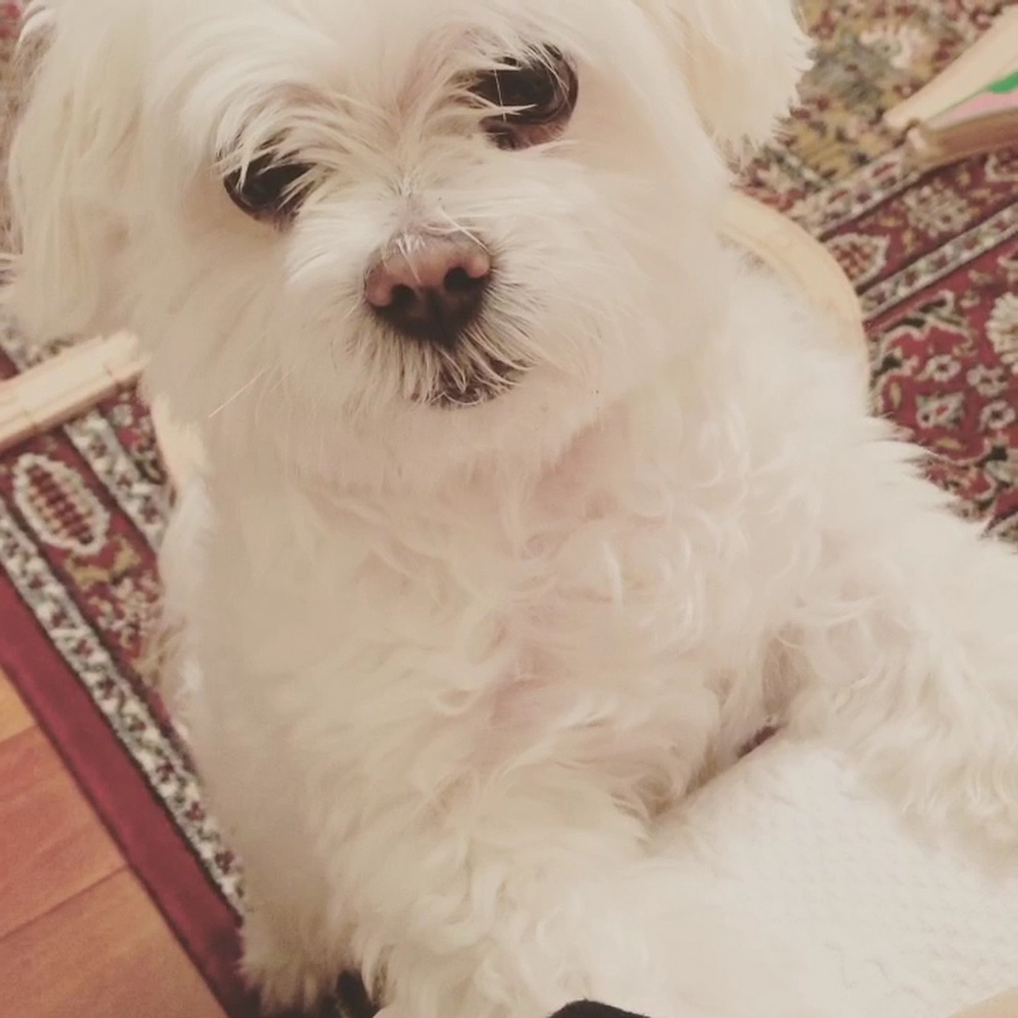 Animal Hospital Of Perth Amboy Perth Amboy