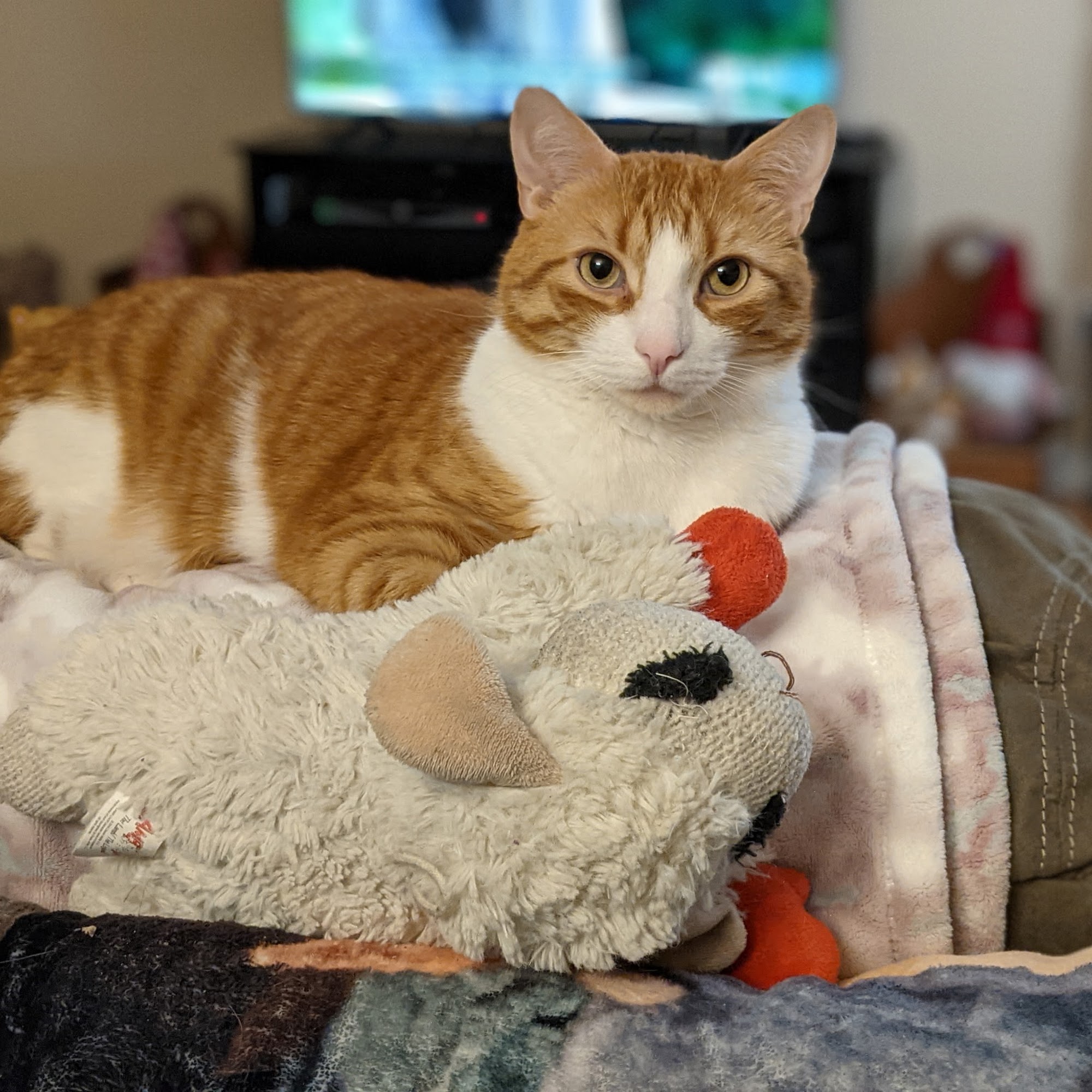 Harmony Animal Hospital Phillipsburg