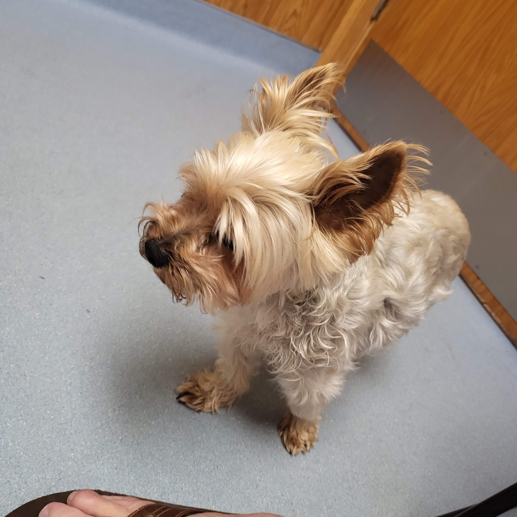 Harmony Animal Hospital: Epple W N DVM Phillipsburg