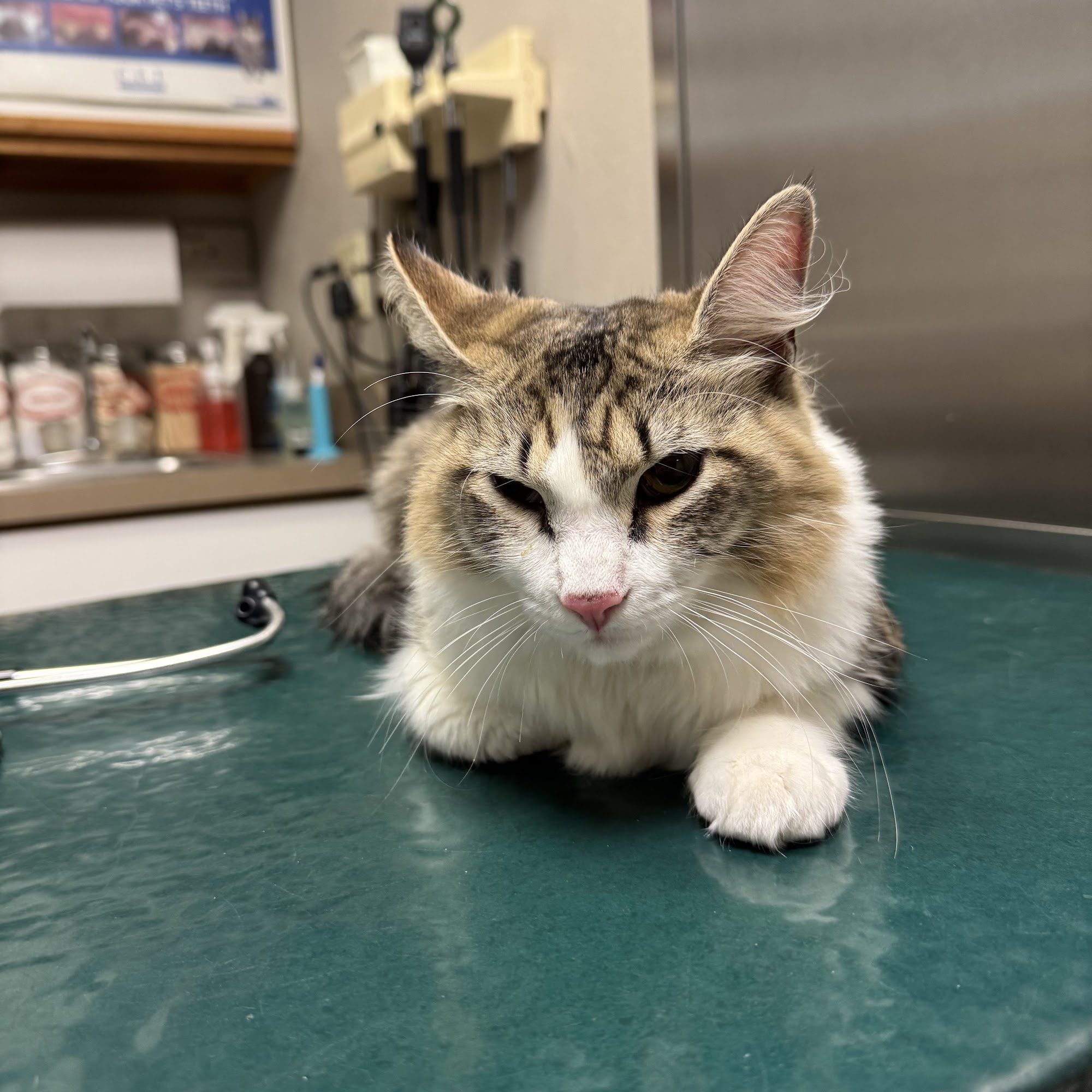 Warren Animal Hospital Phillipsburg