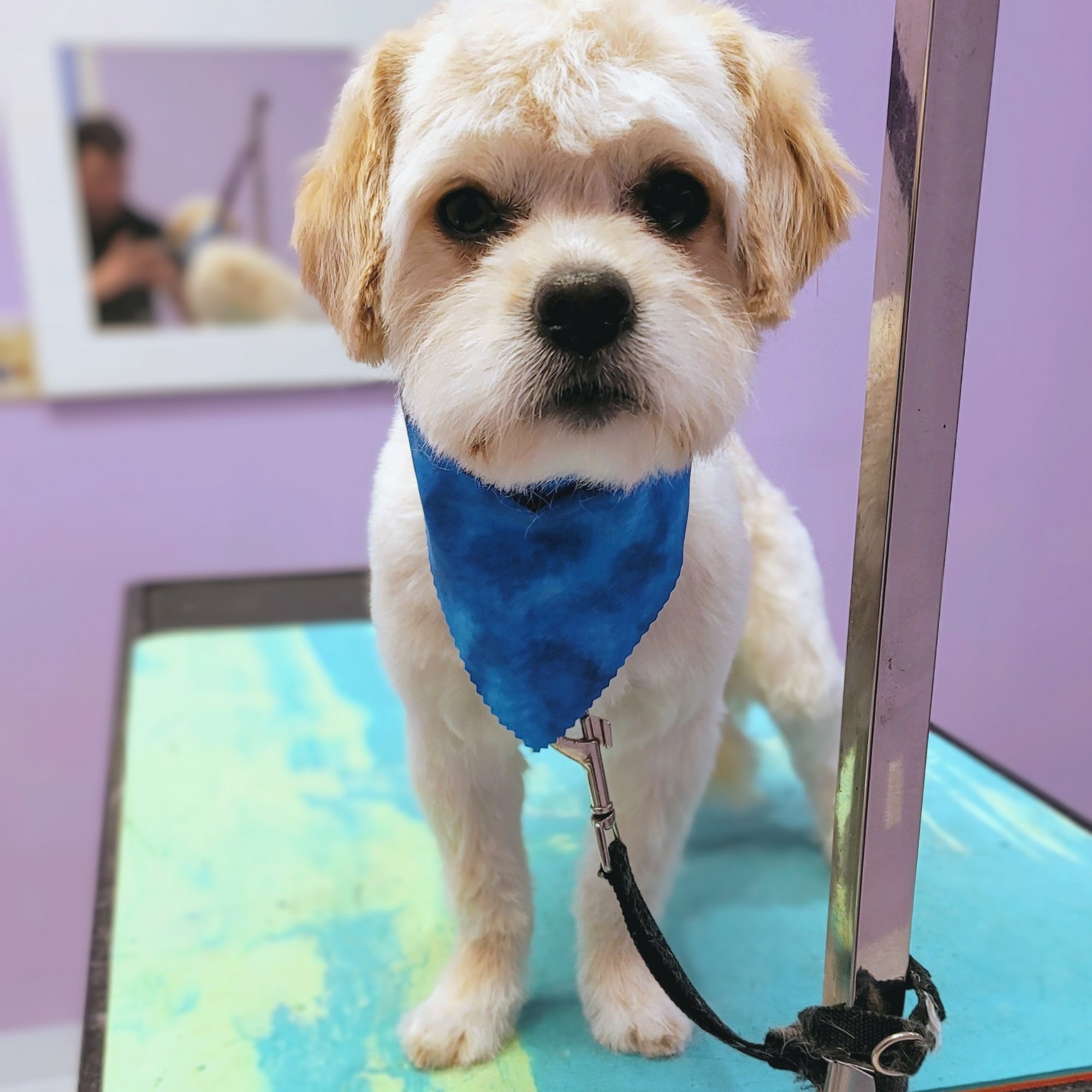 The Styling Pooch Pet Services & Supplies LLC