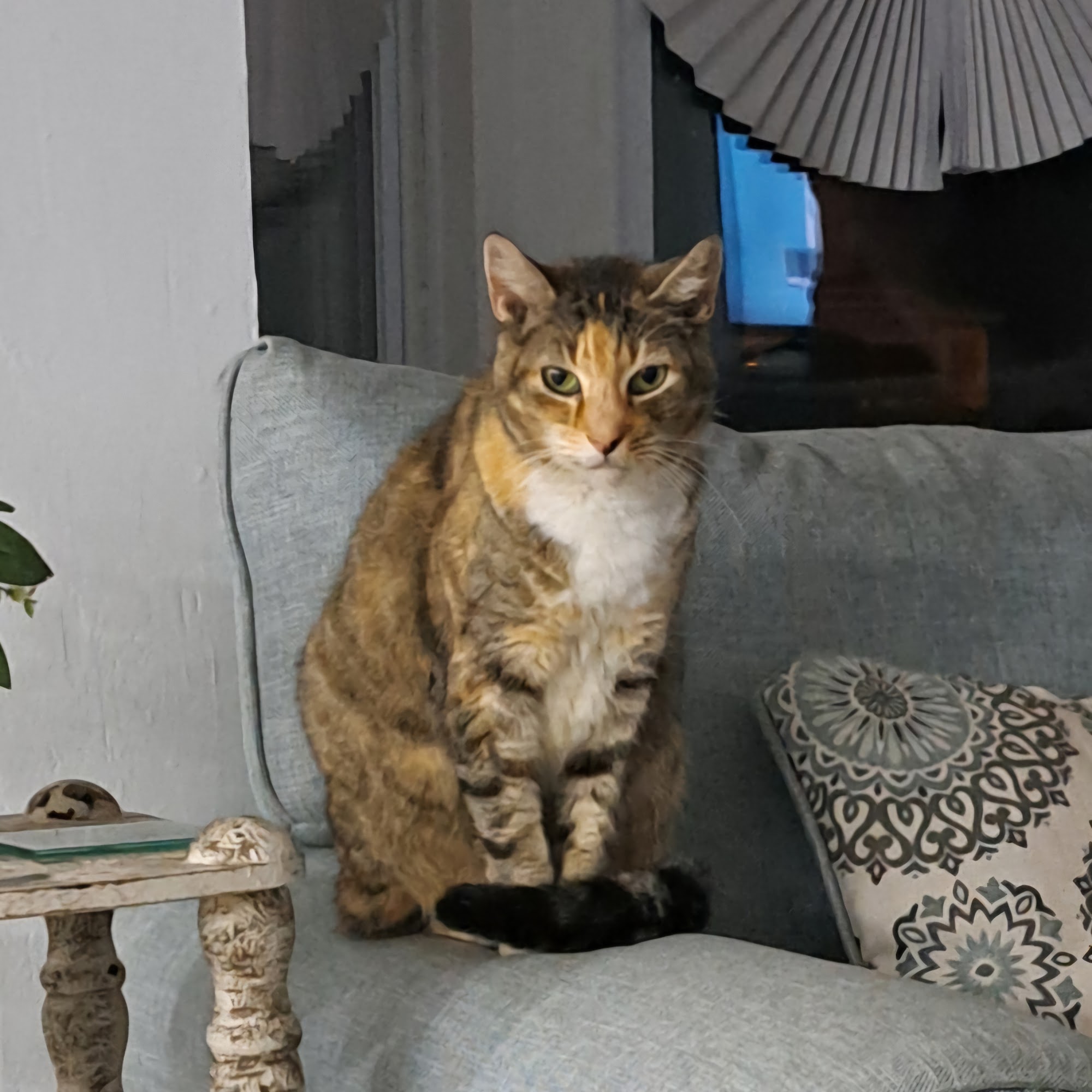 Tri-County Veterinary Clinic: Varnold P M DVM Pilesgrove