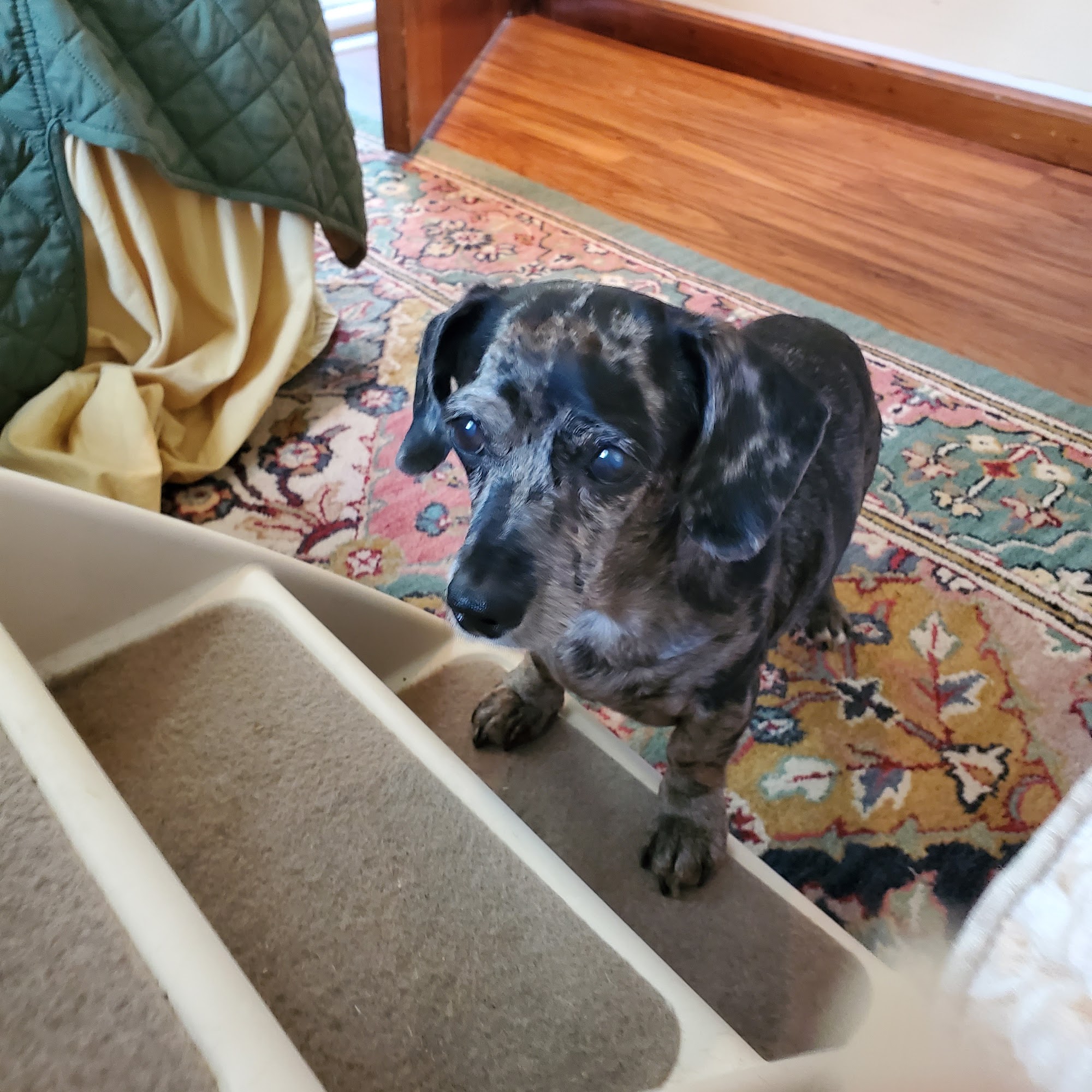 Woodstown Veterinary Hospital Pilesgrove