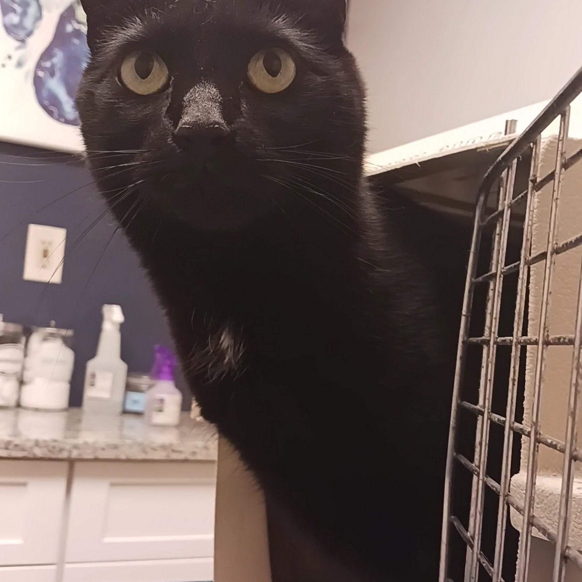 Piscataway Animal Clinic Piscataway