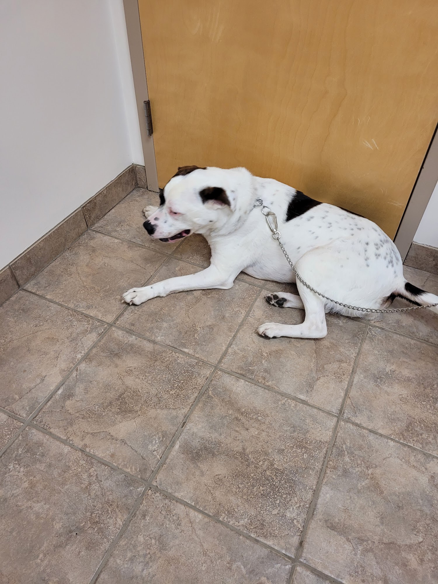 Pitman Animal Hospital Pitman