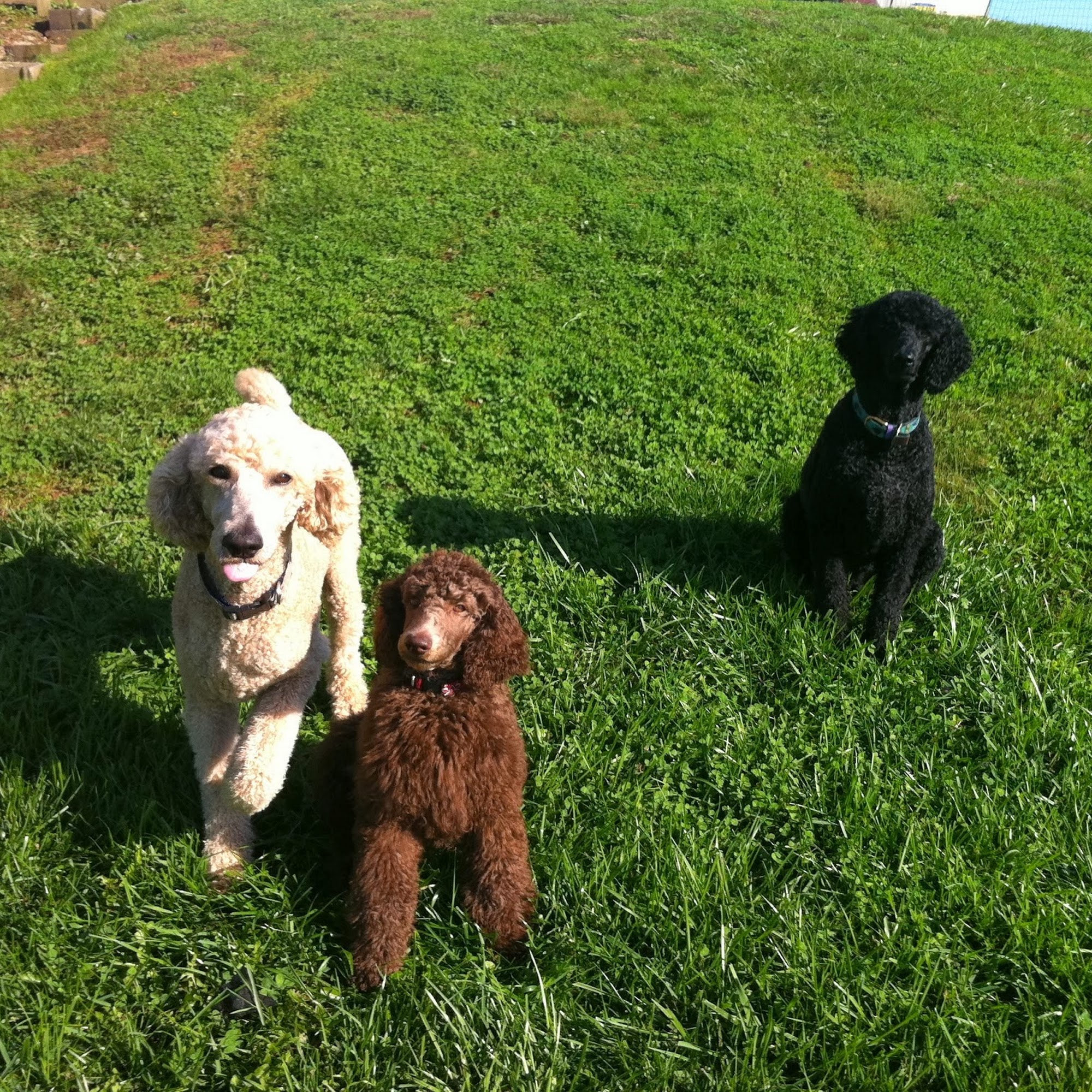 A-Door-A-Pet Plainsboro