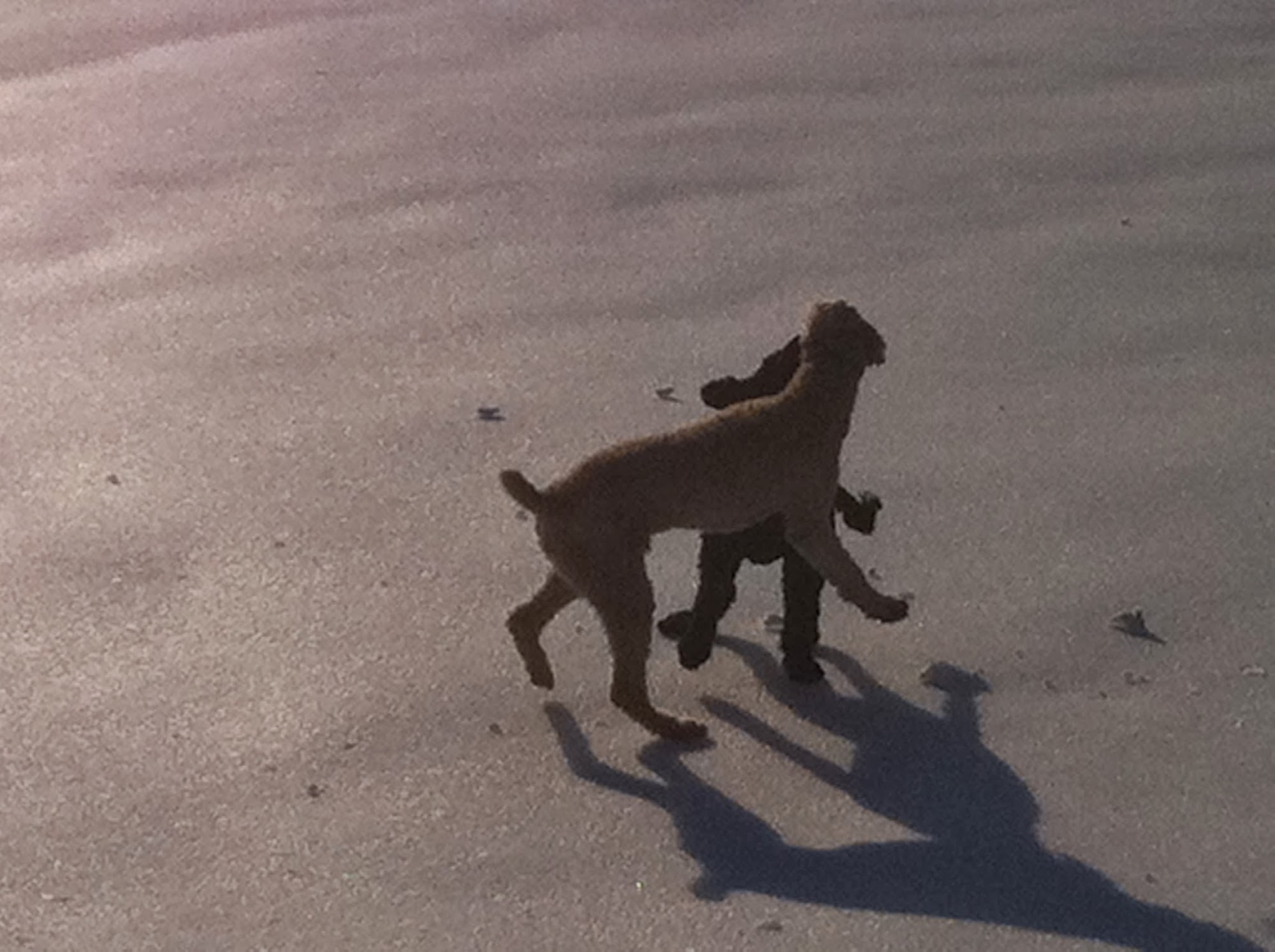 A-Door-A-Pet Plainsboro