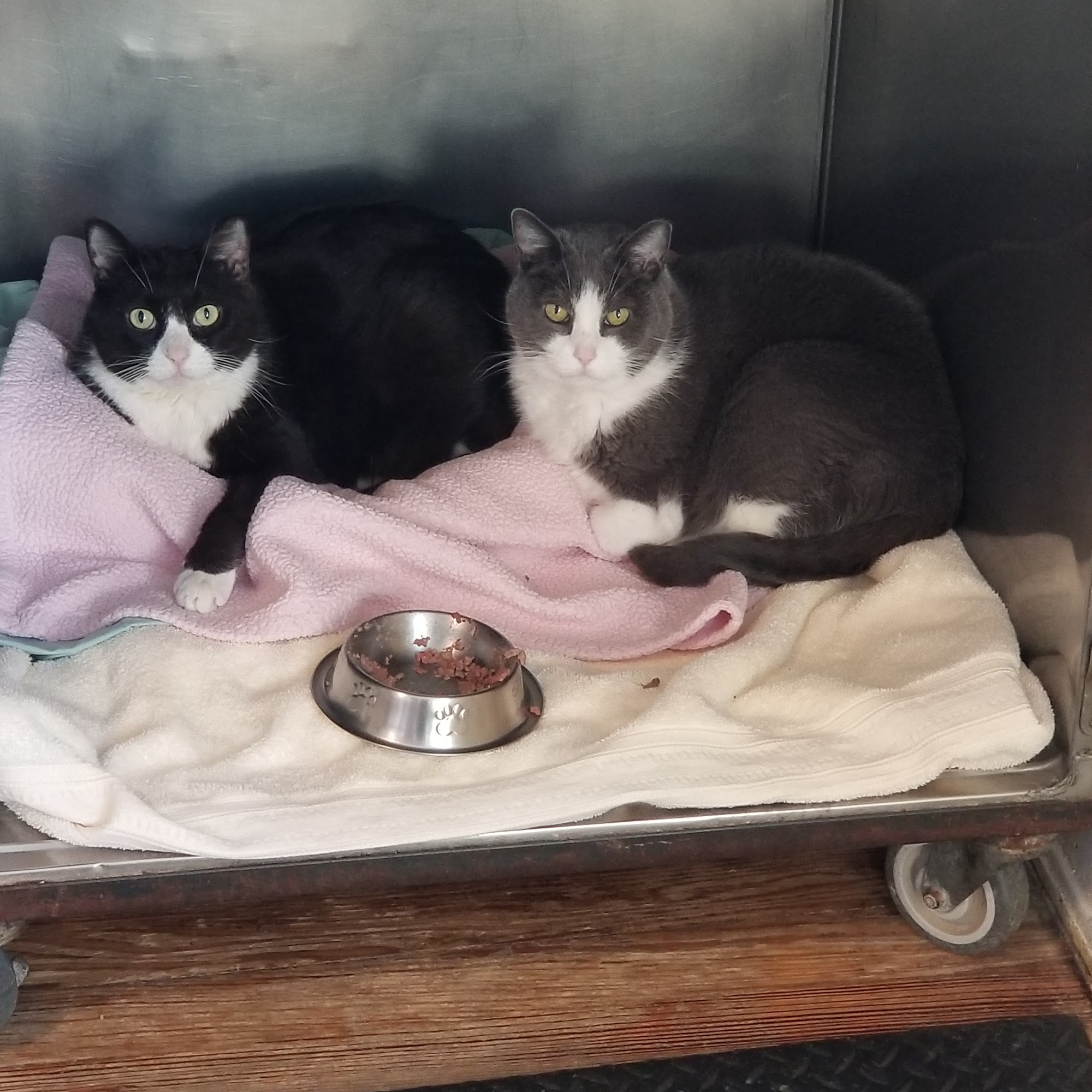 Beach Animal Hospital and Specialty Services Point Pleasant Beach