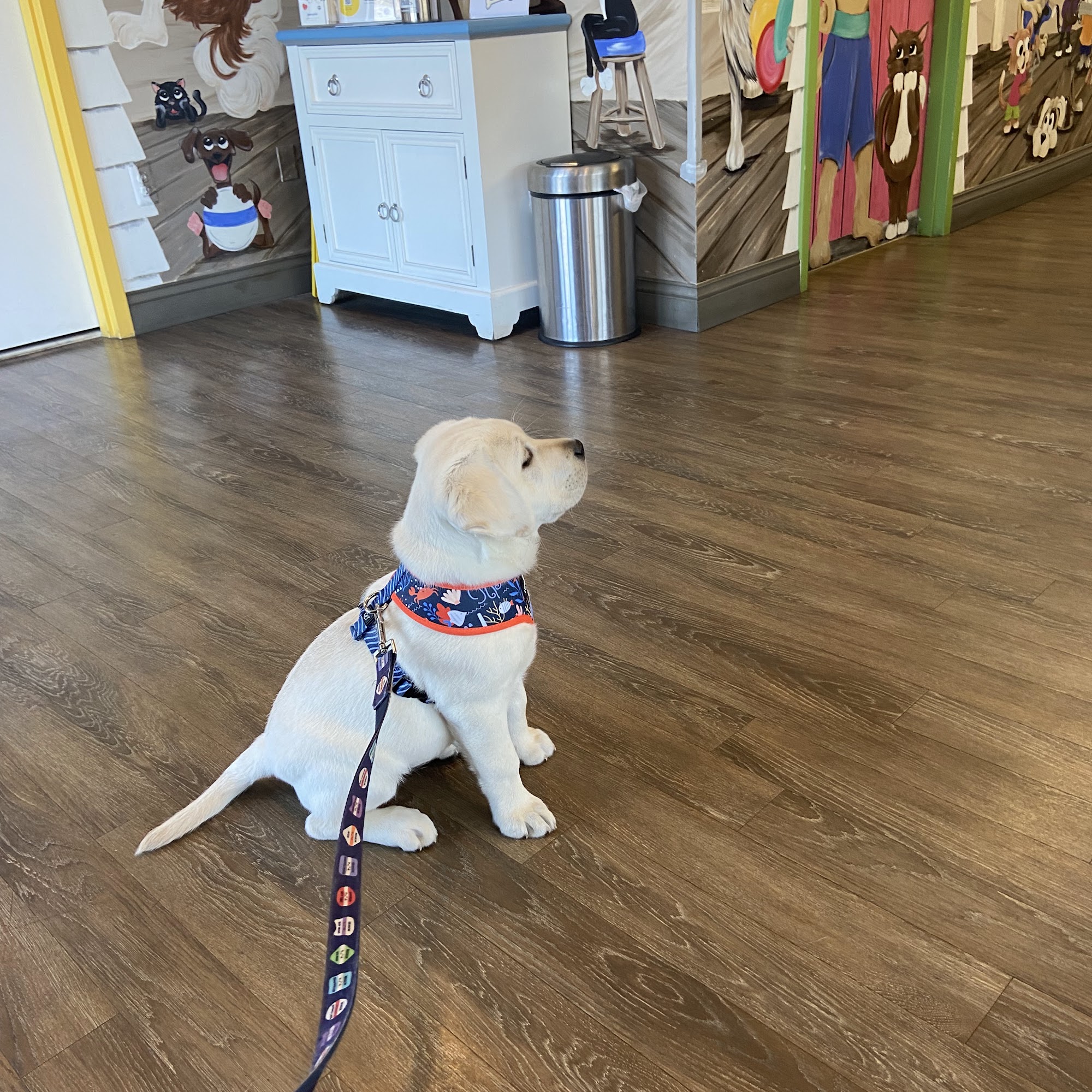 Point Pleasant Vet Hospital Point Pleasant