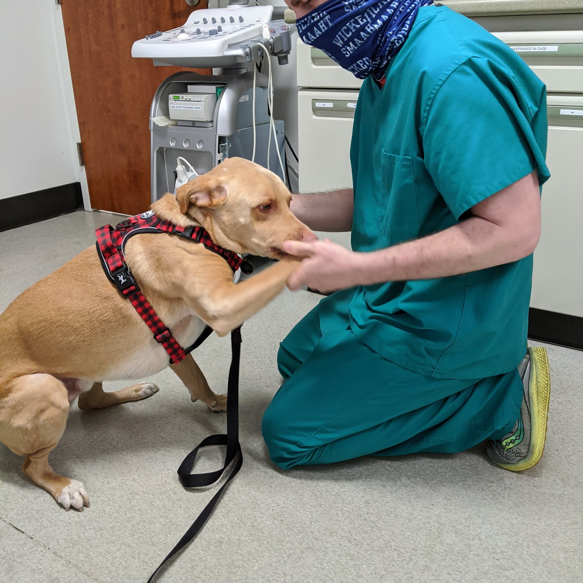 Bridge Veterinary Hospital Point Pleasant